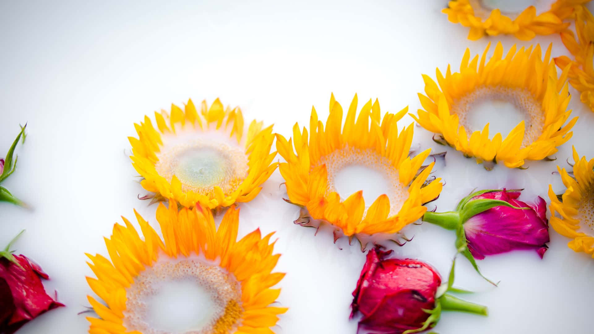 Sunflowers And Roses Wallpaper