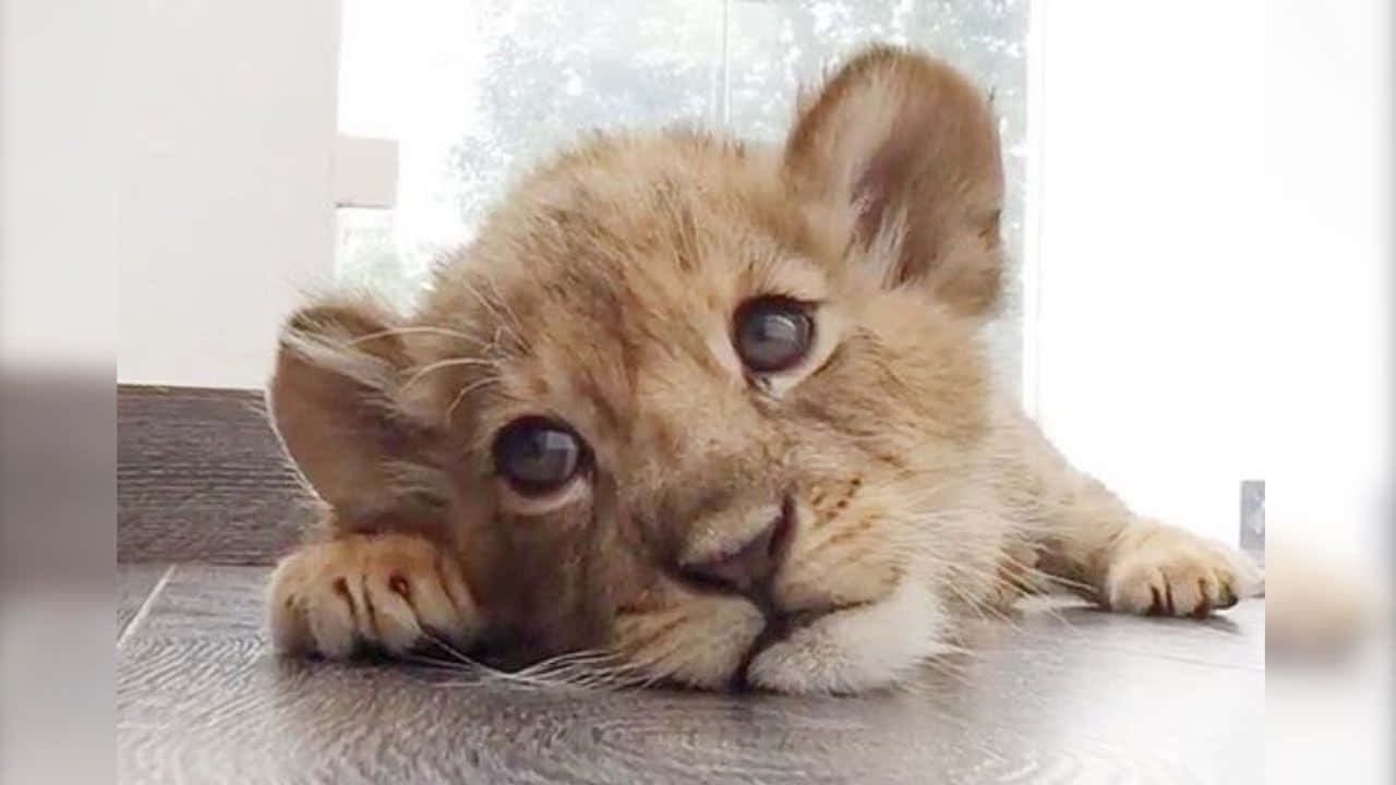 Baby Lion Picture Wallpaper