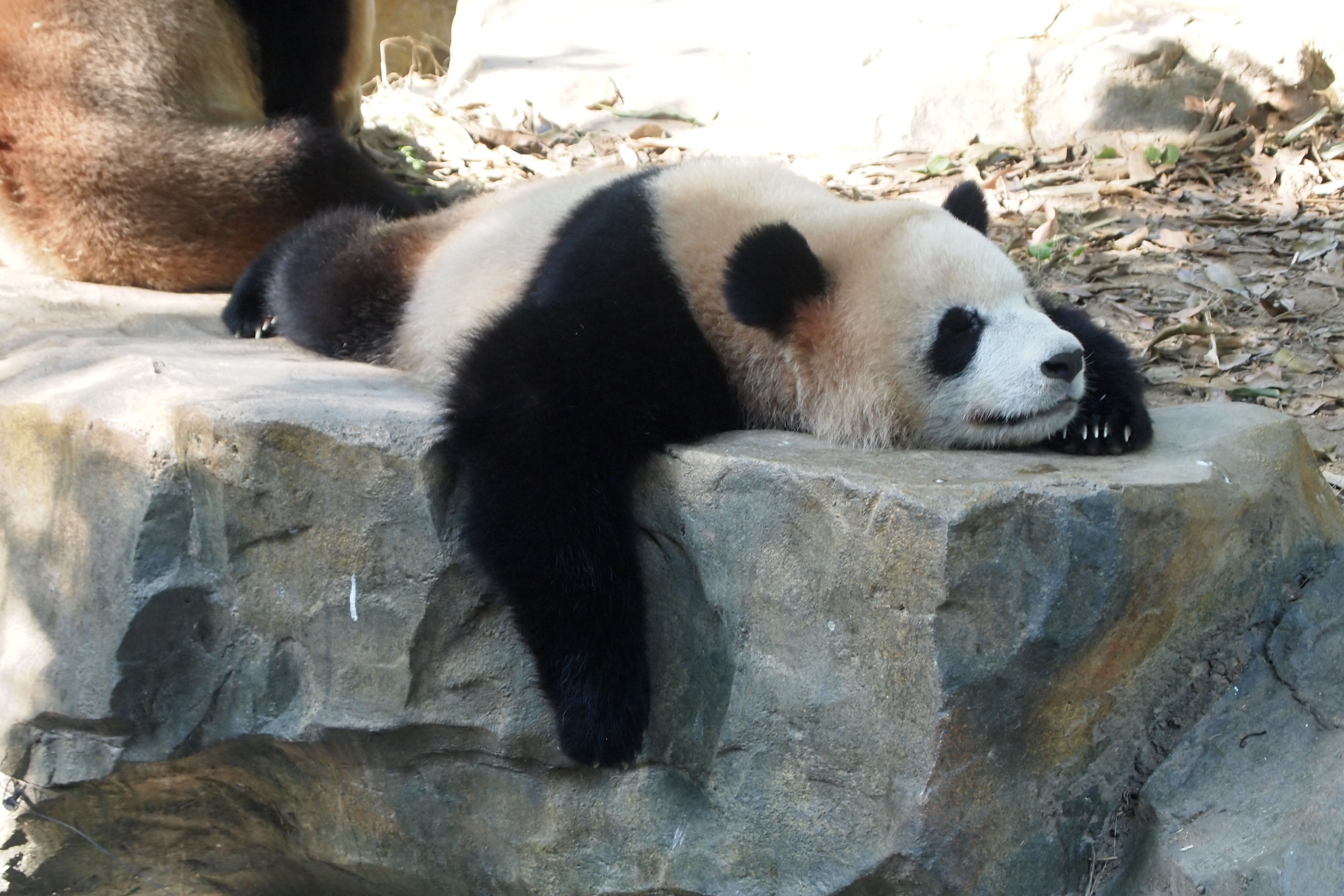Panda Wallpaper Image Photos Picture