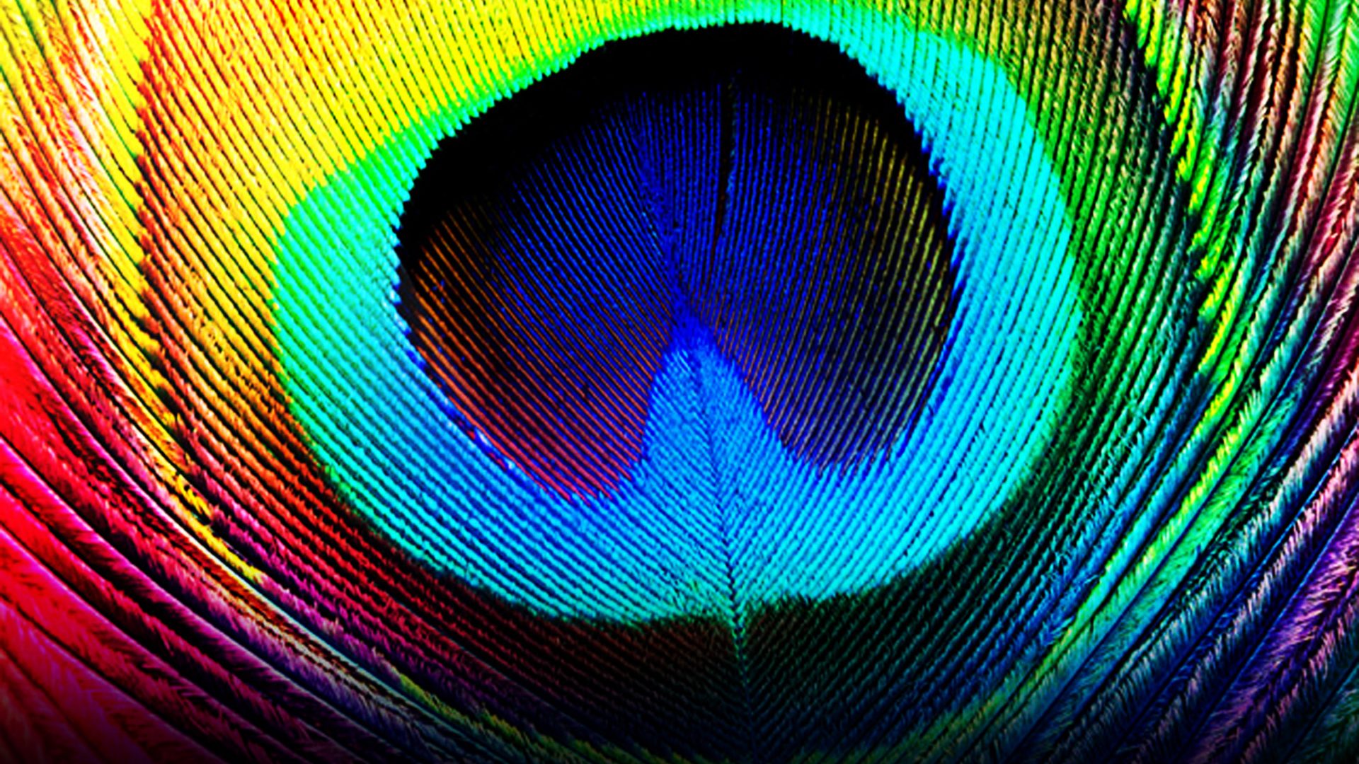 Free download Download Peacock Feathers Backgrounds [1920x1080] for