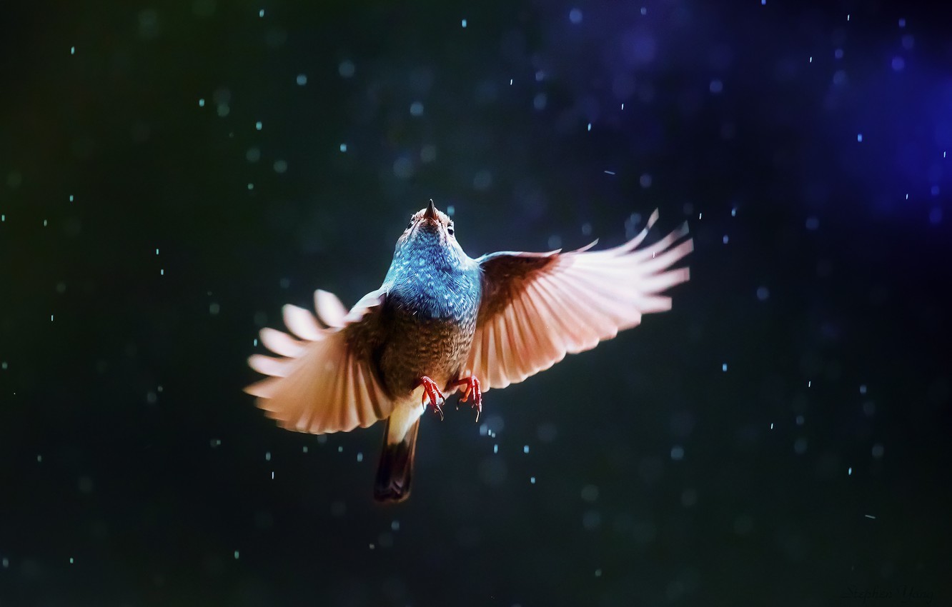Wallpaper Rain Bird Wings Image For Desktop Section