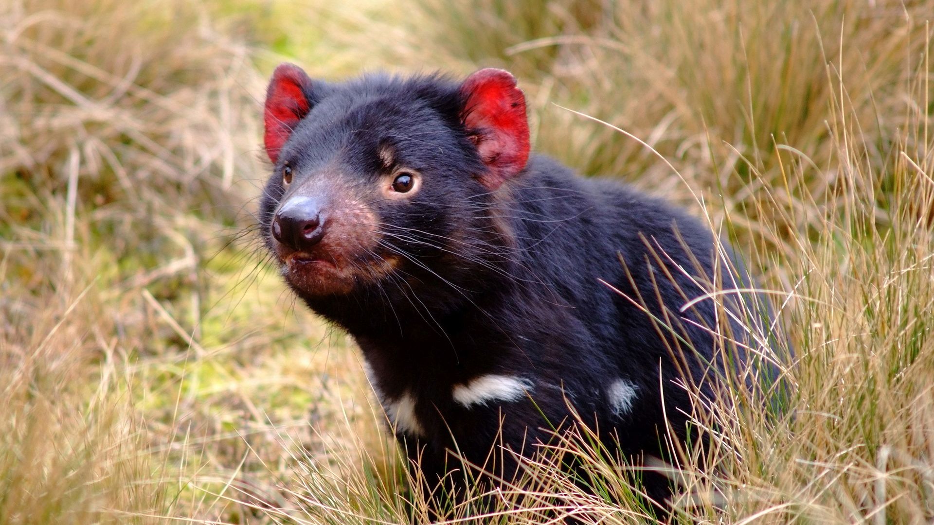 Tasmanian Devil Wallpaper