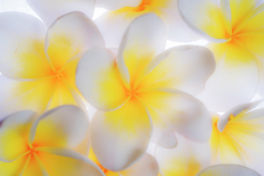Backlit Plumeria Background Photograph By Vishwanath Bhat