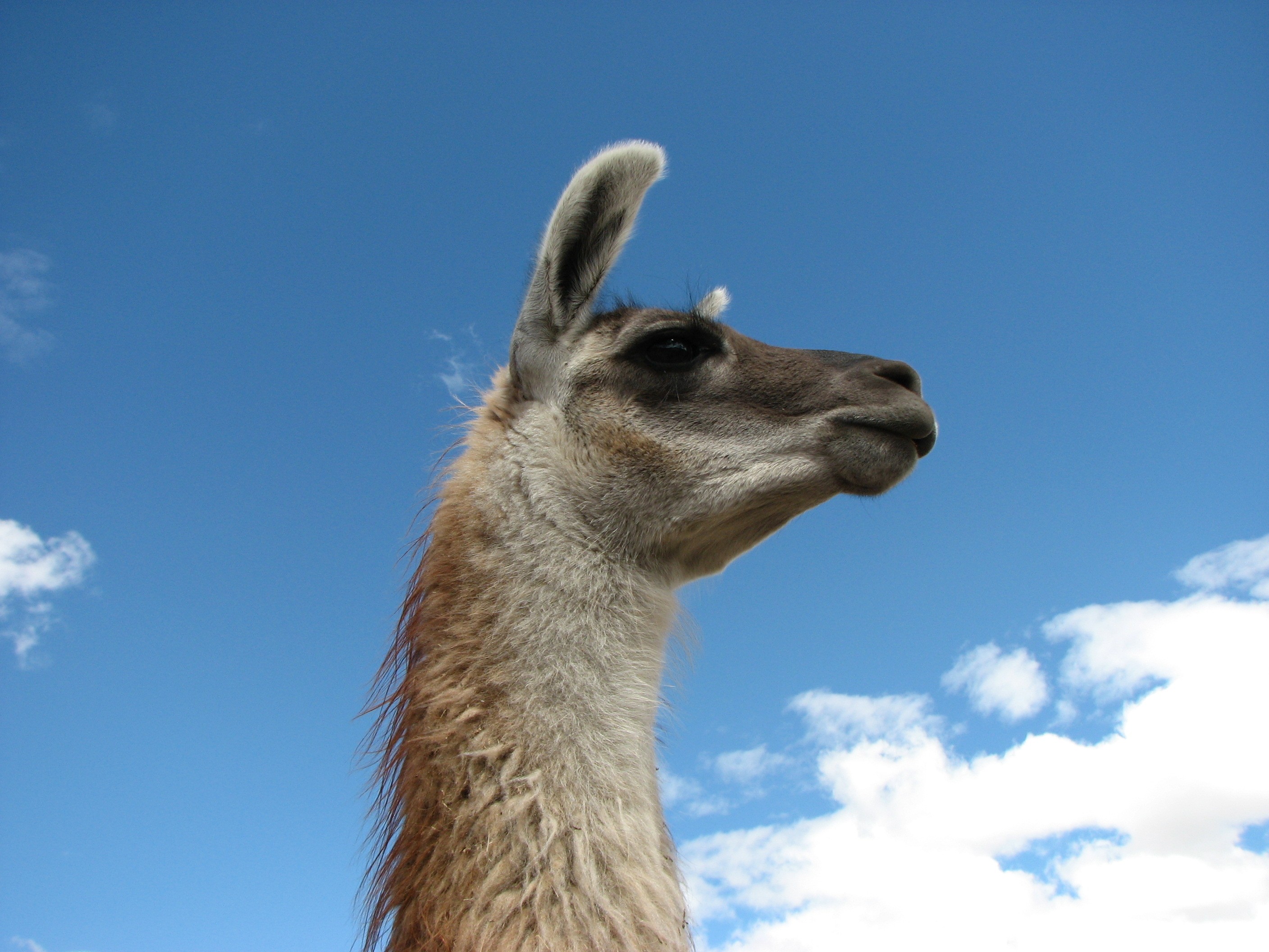 Ing Animals Llama HD Wallpaper Color Palette Tags