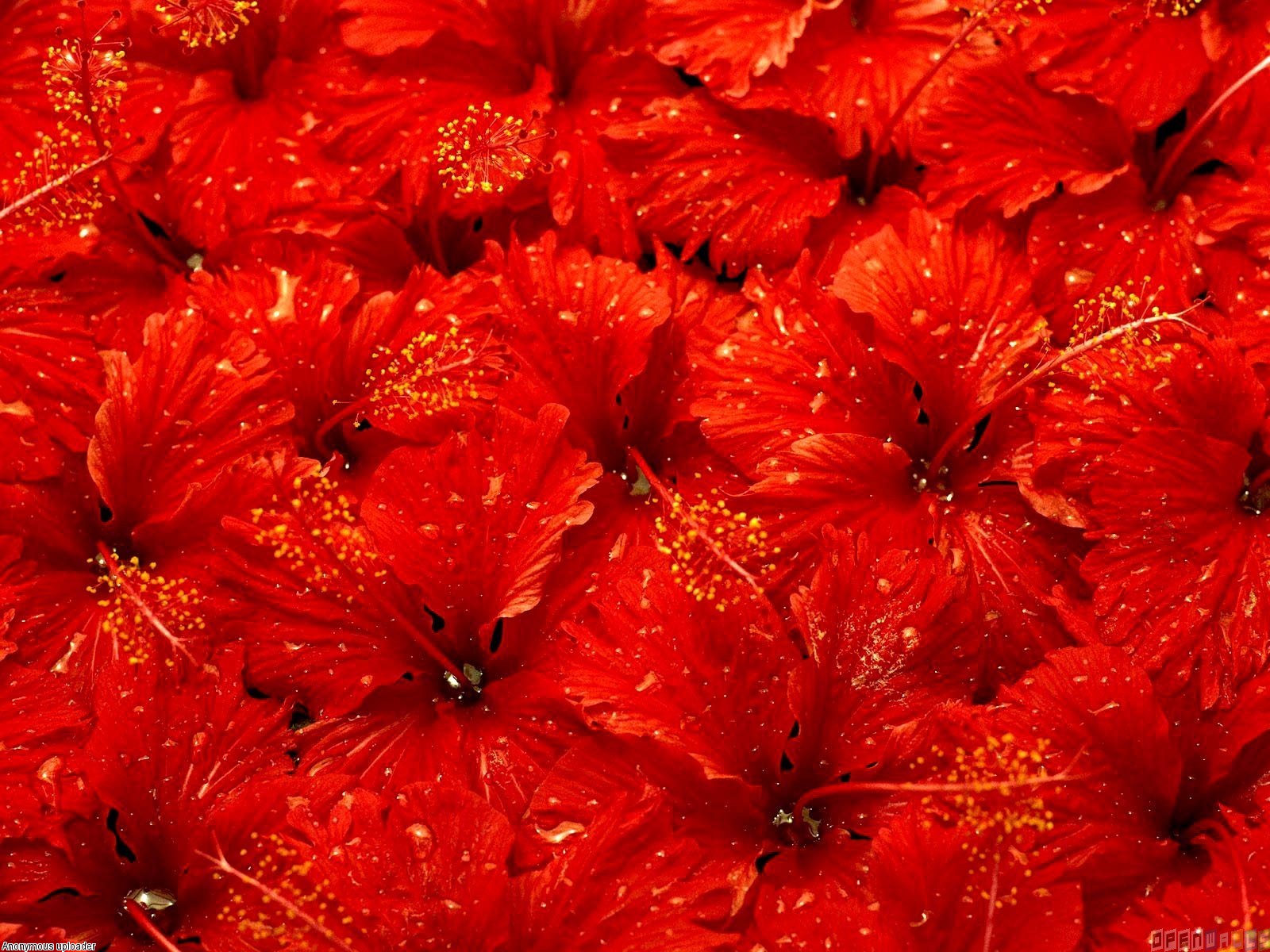 Red Flowers Wallpaper Open Walls