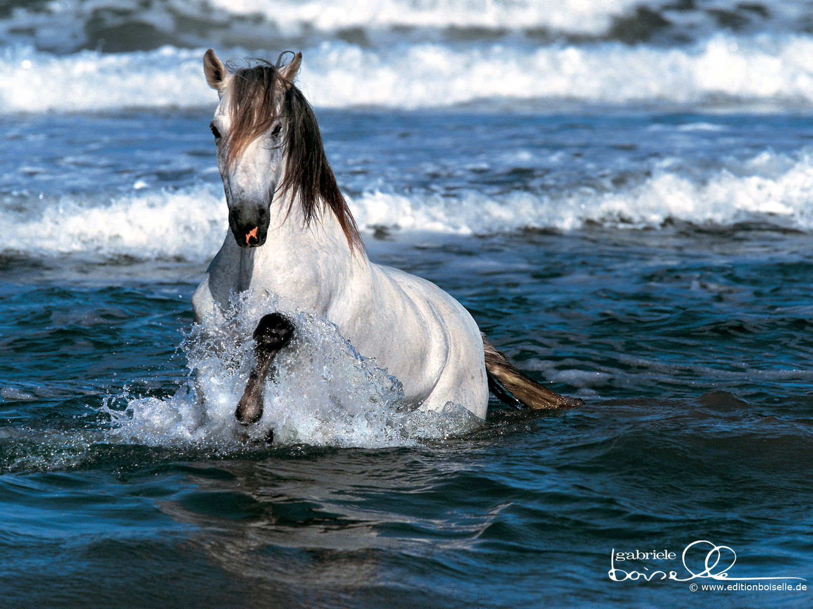White Horse Running in Ocean Waves