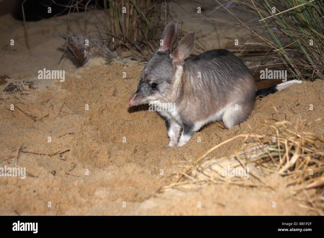 Greater Bilby Hi Res Stock Photography And Image