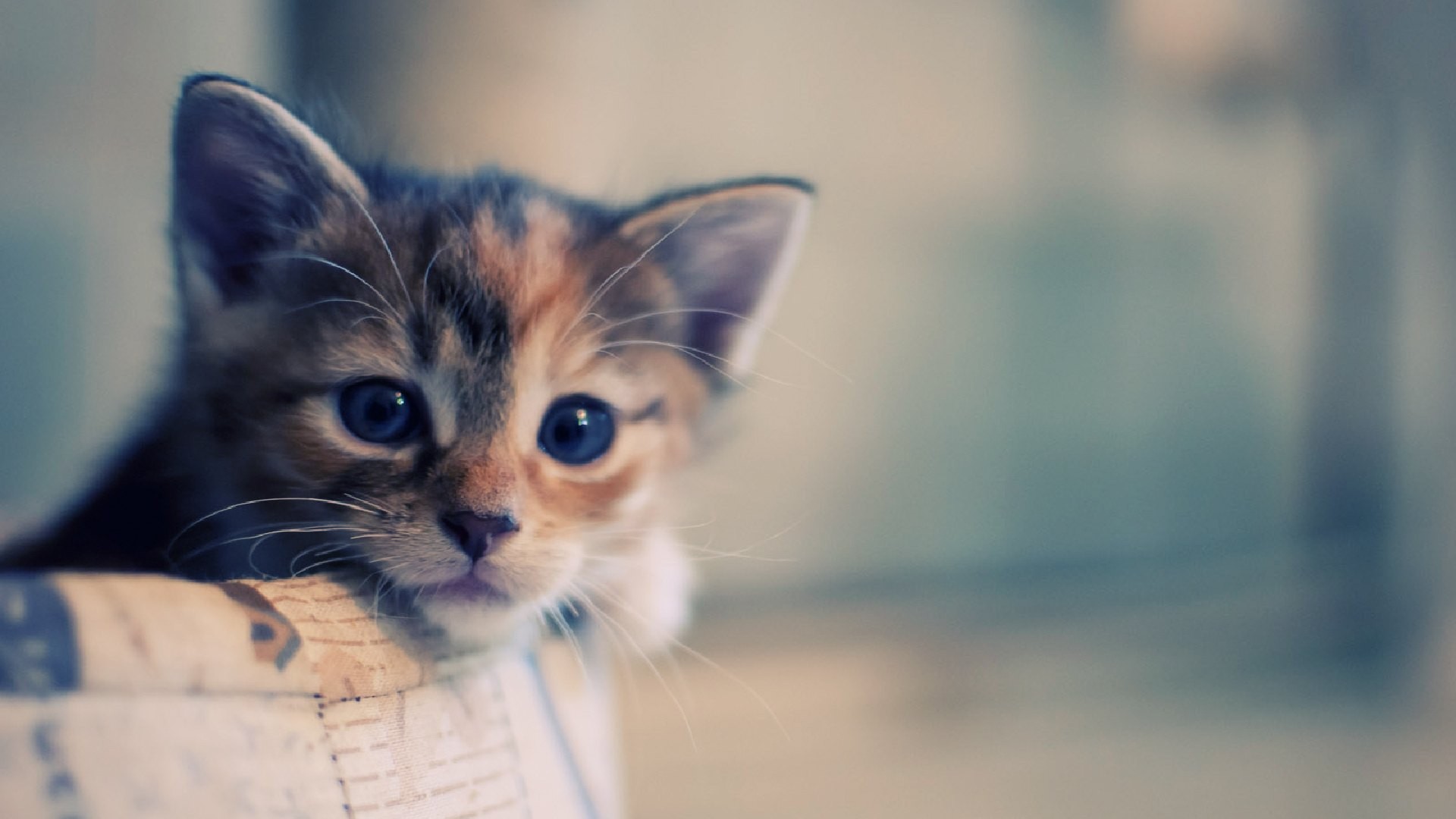 To Click On Cute Cat HD Wallpaper Background Then Choose Save