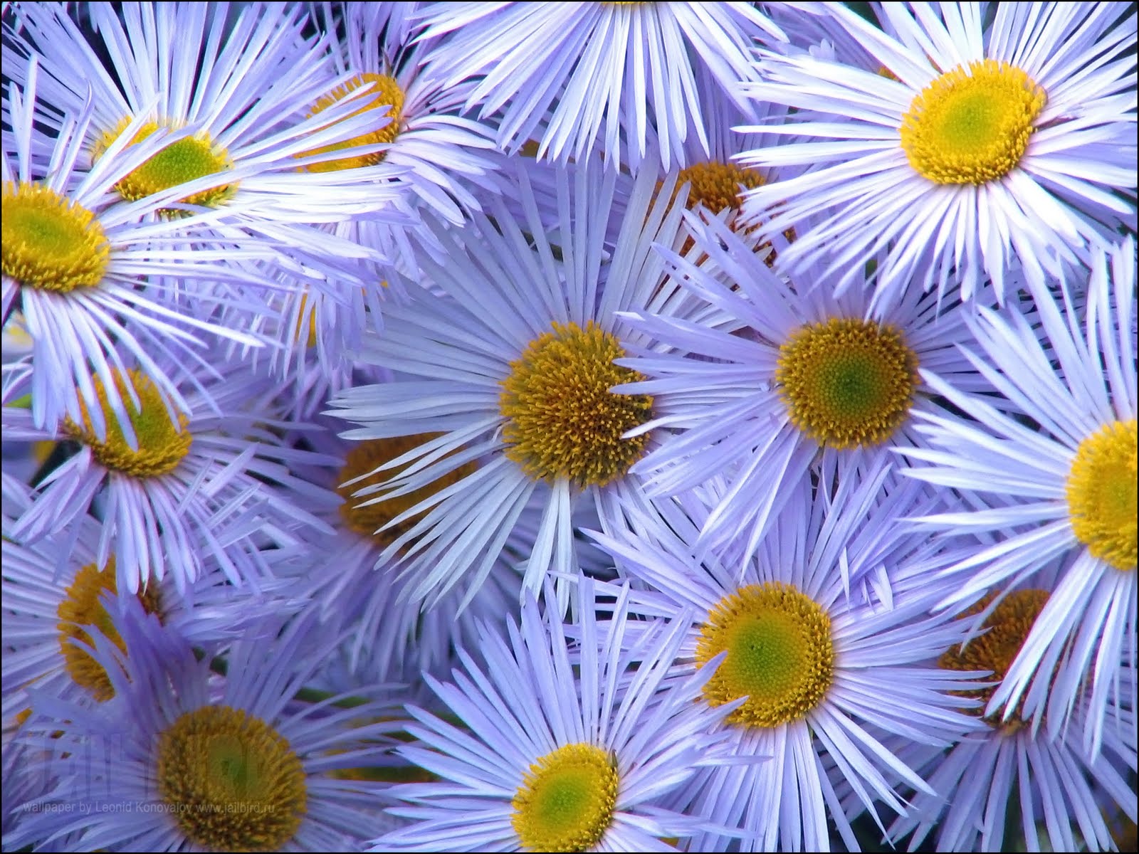 Desktop Wallpaper Flowers