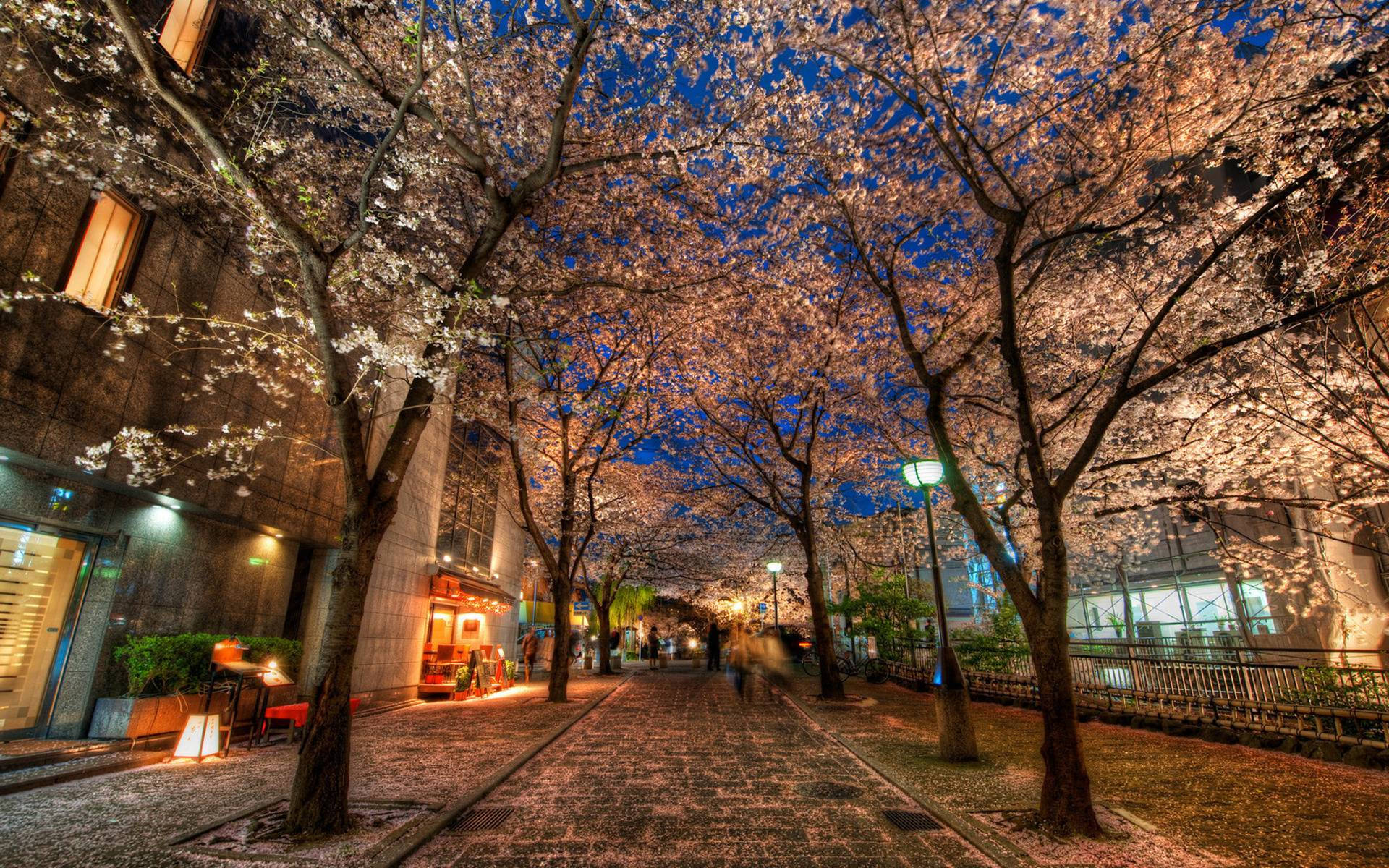 Spring In Kyoto N4110dy1lr49cmfr Wallpaper