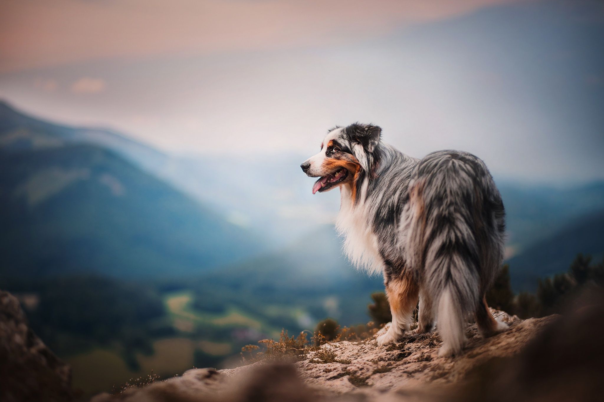 Dog Aesthetic Wallpaper