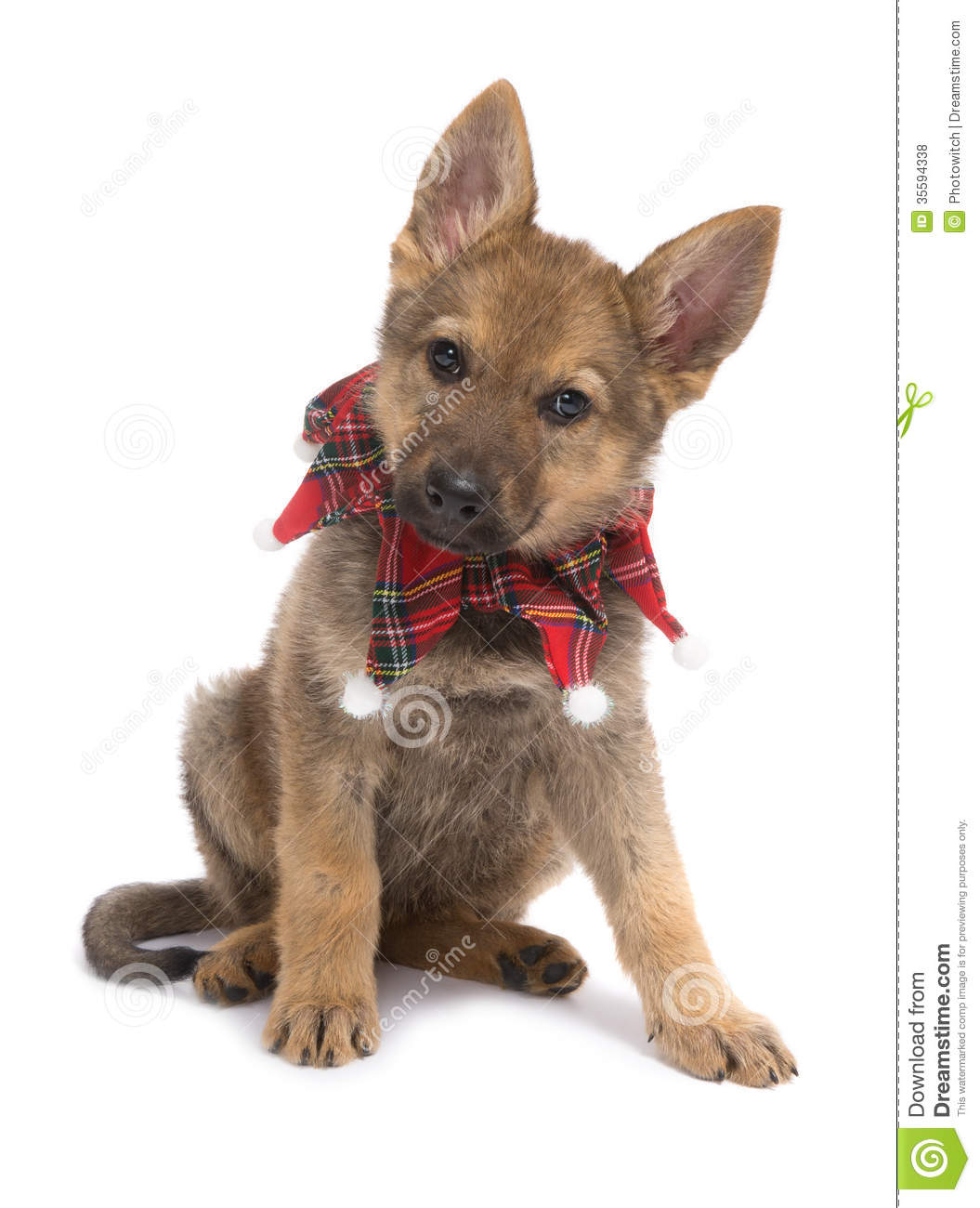 German Shepherd Pictures With Captions Christmas Puppy Nine