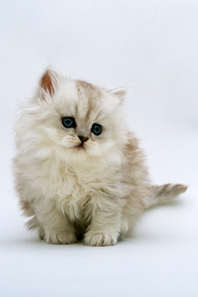 Cute White Cat iPhone Wallpaper Top