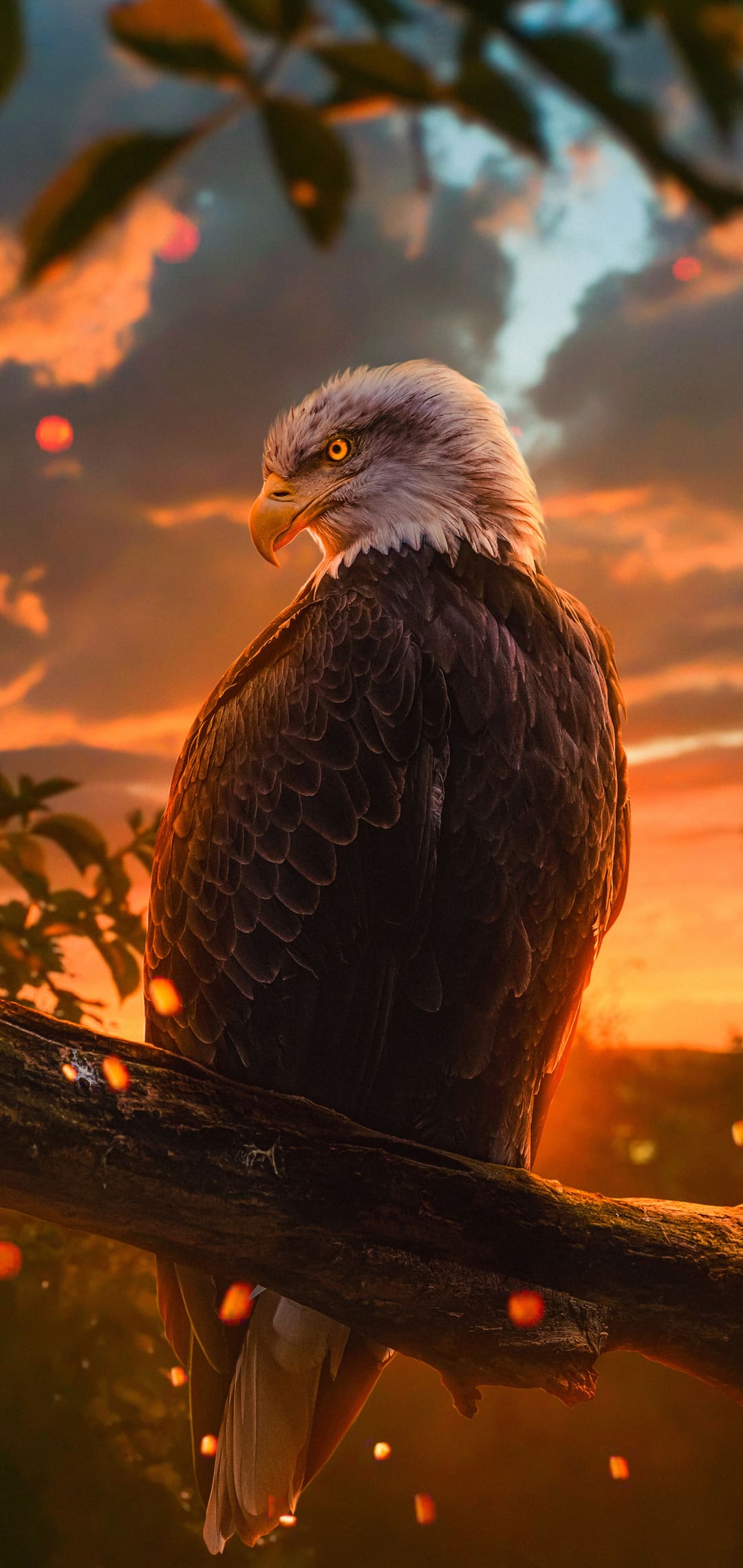 Eagle Wallpaper Top 4k Background