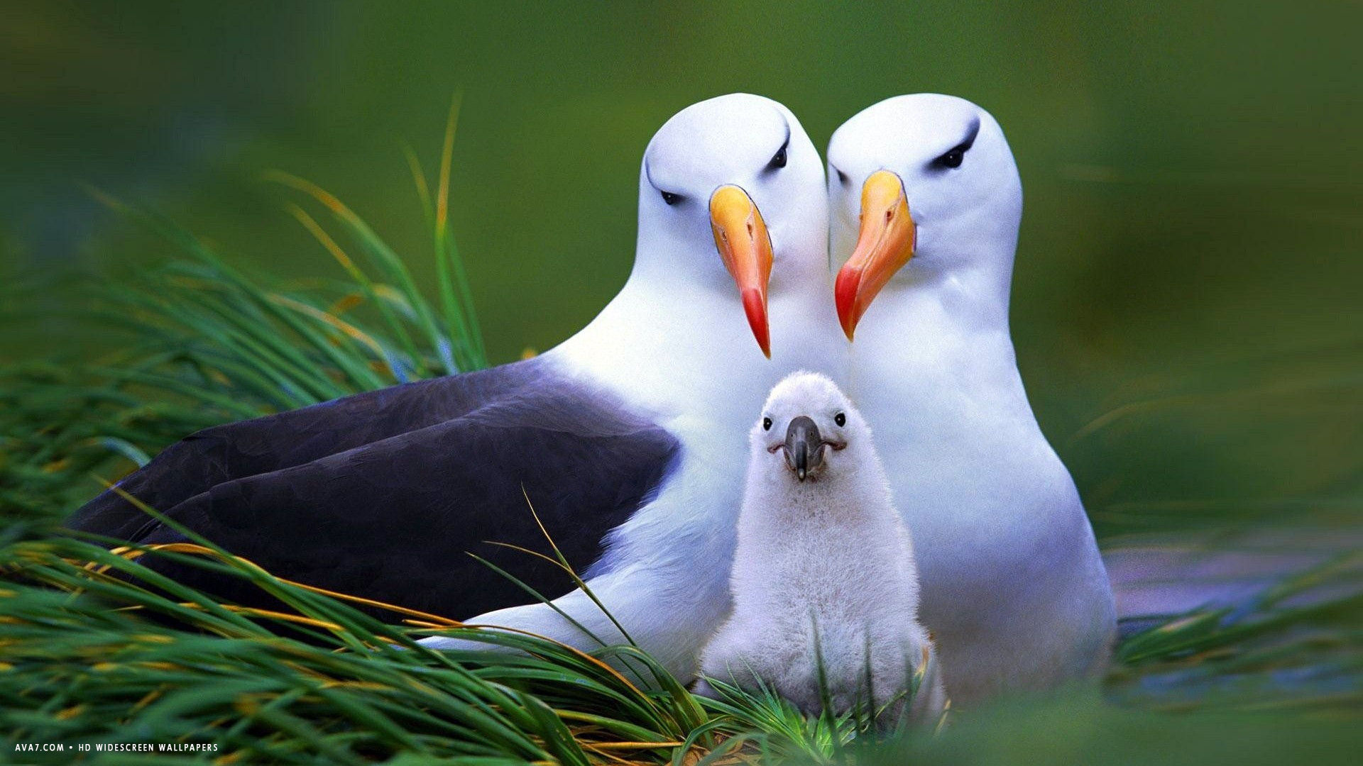 Albatross Black Browed Albatrosses Family Parents Nest Chick Bird