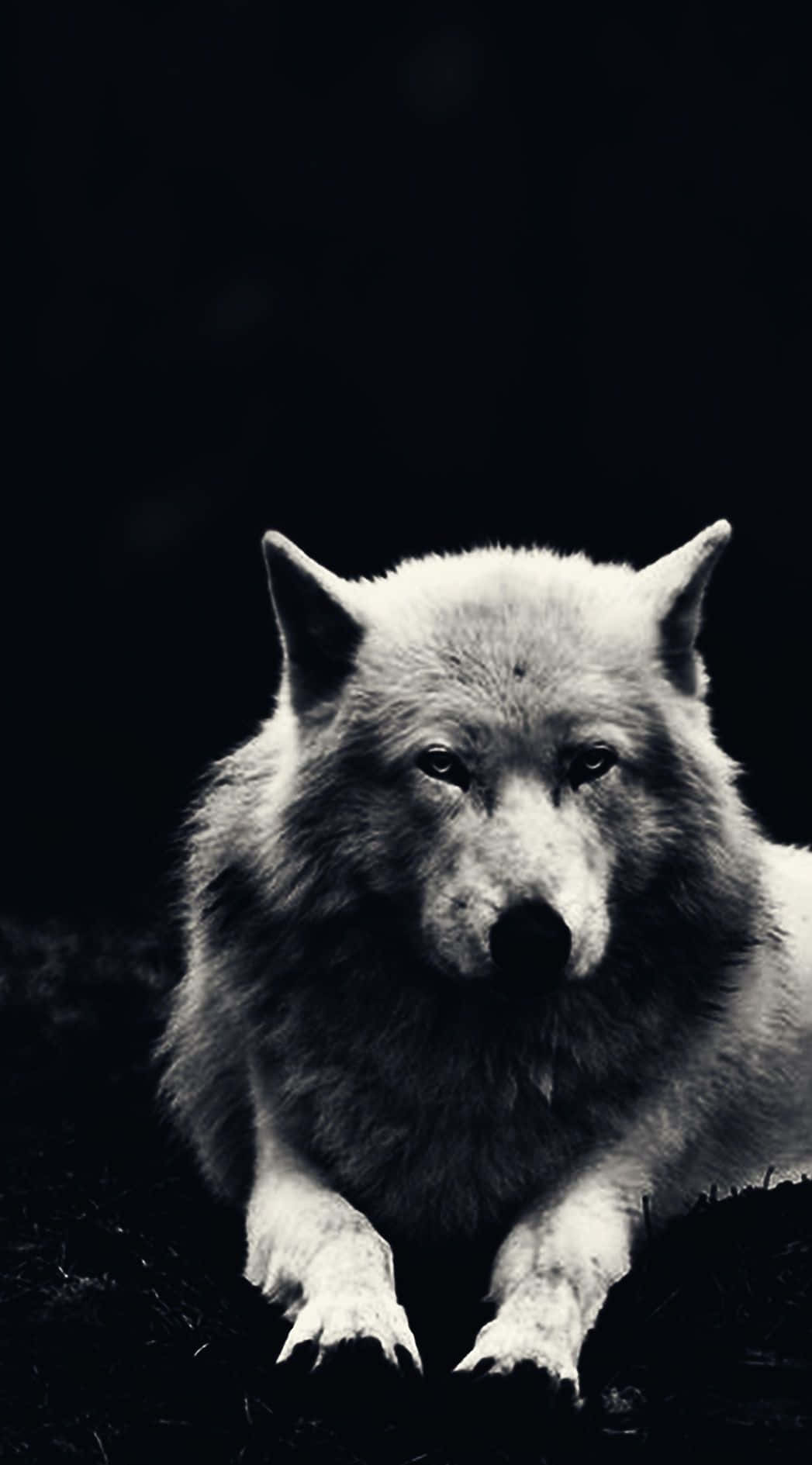 Wolf Phone Wallpaper