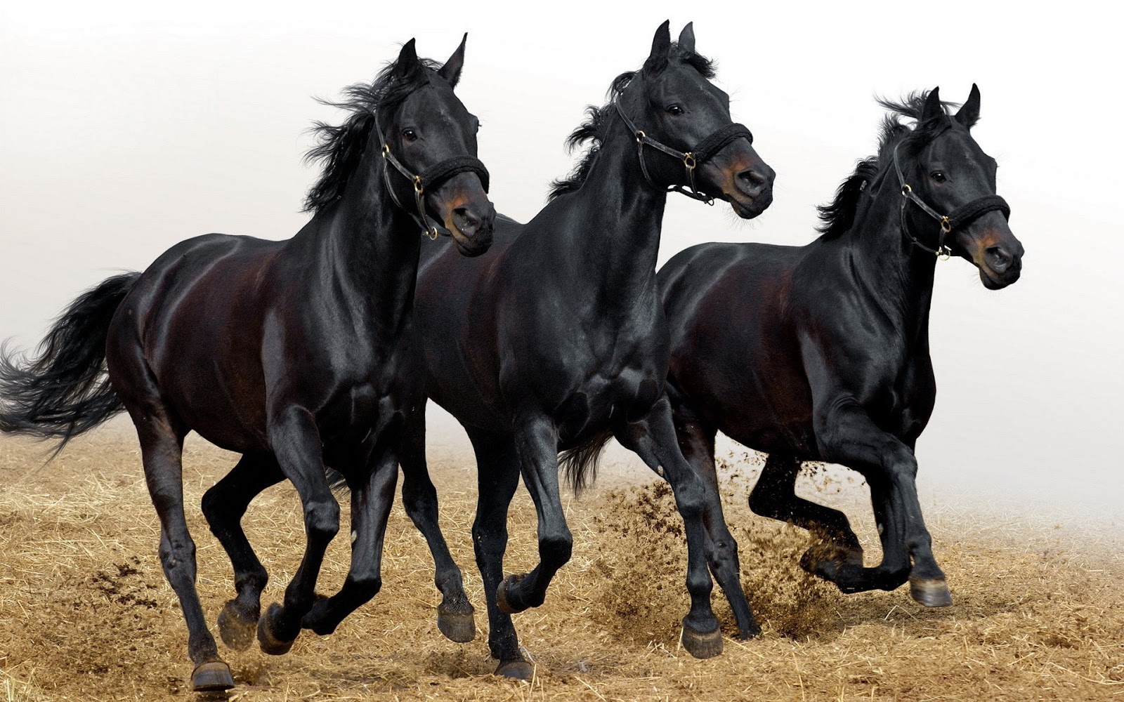 Black Horse New Best HD Wallpaper Christmas