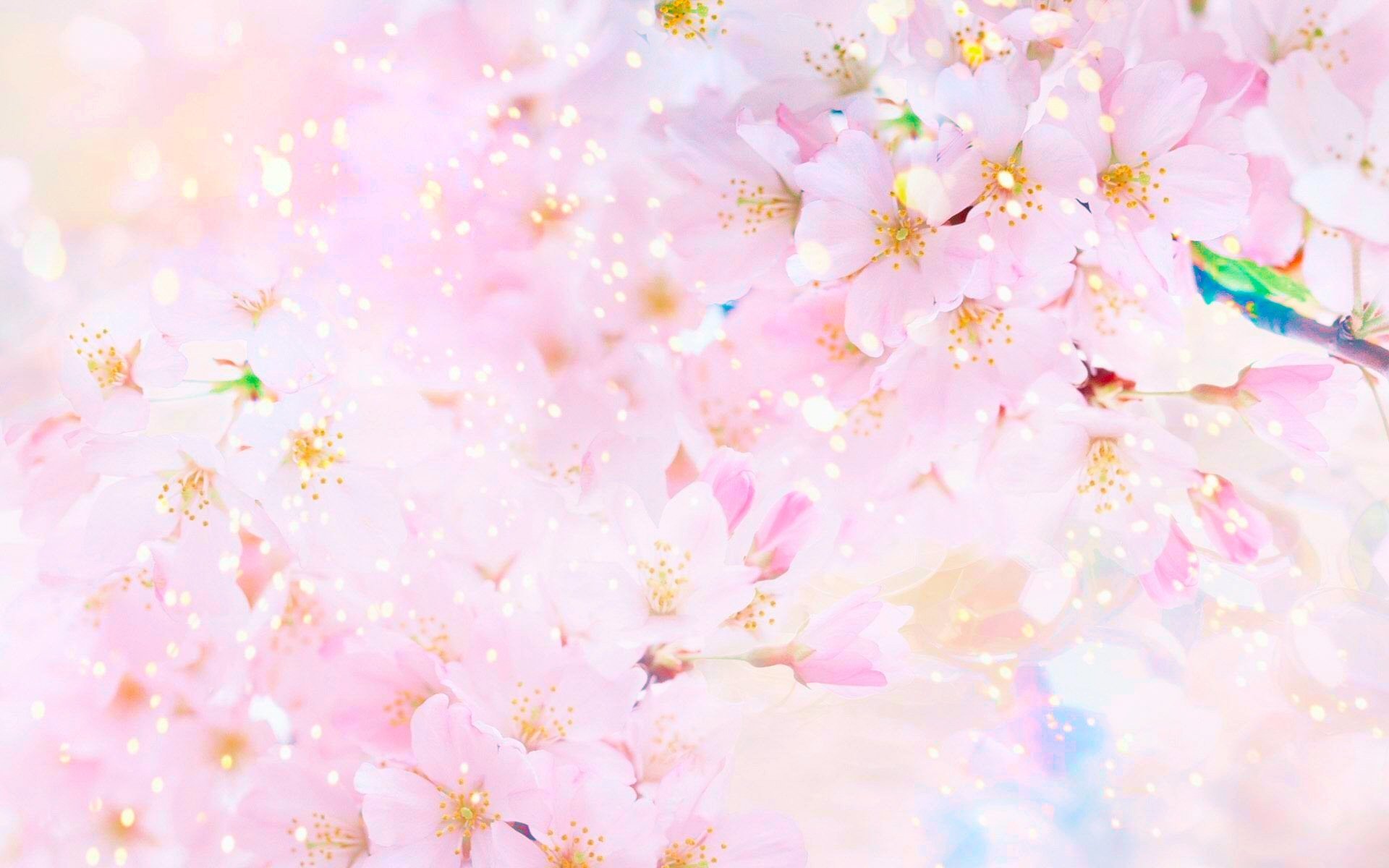 Blossom Colors Of Spring 22april2015wednesday