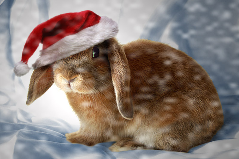 Christmas Bunny by theworldiveknown on