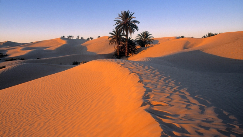 Desert Oasis Wallpaper Desert