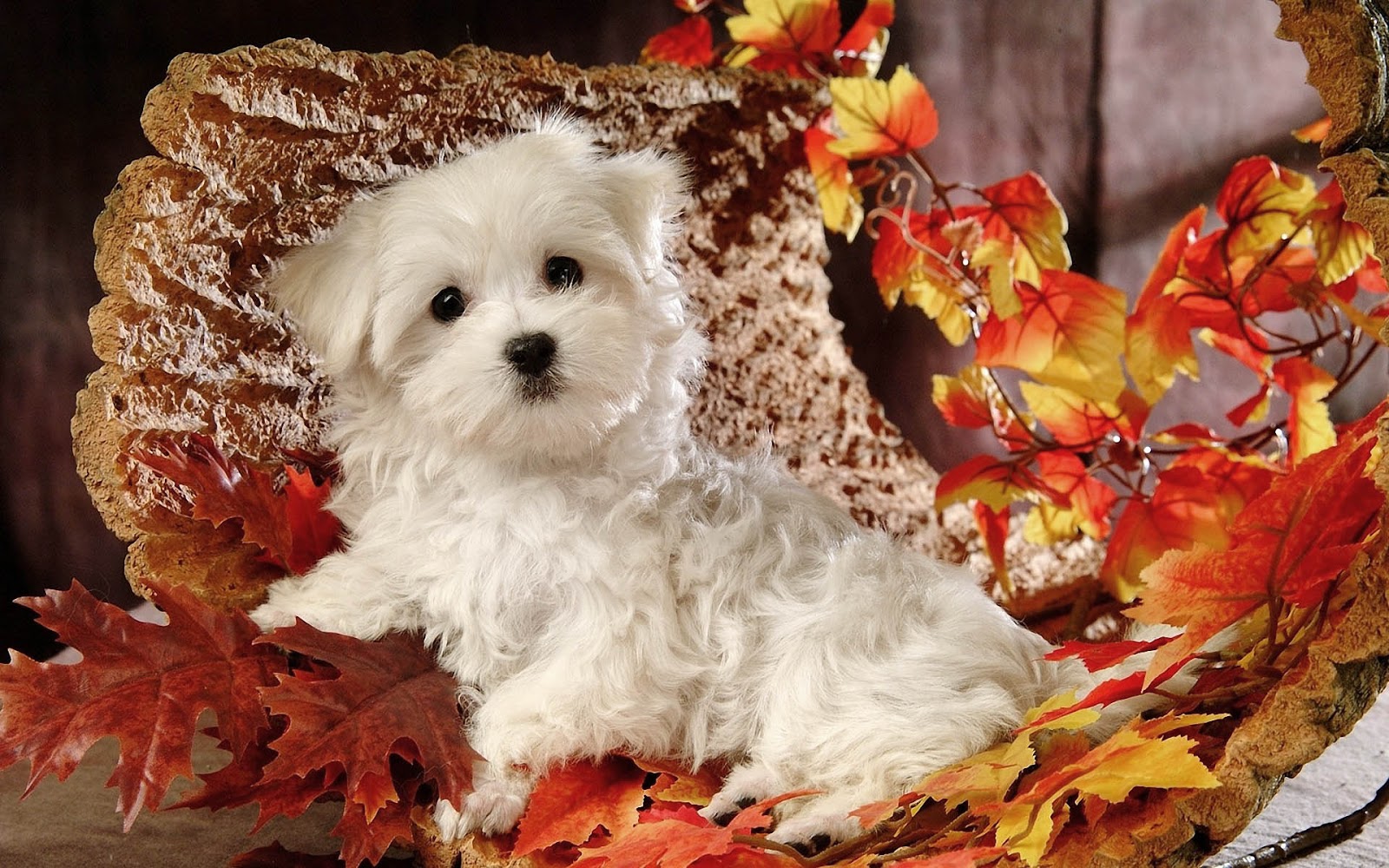 HD Autumn Wallpaper With A Cute Maltese Dog Leaves