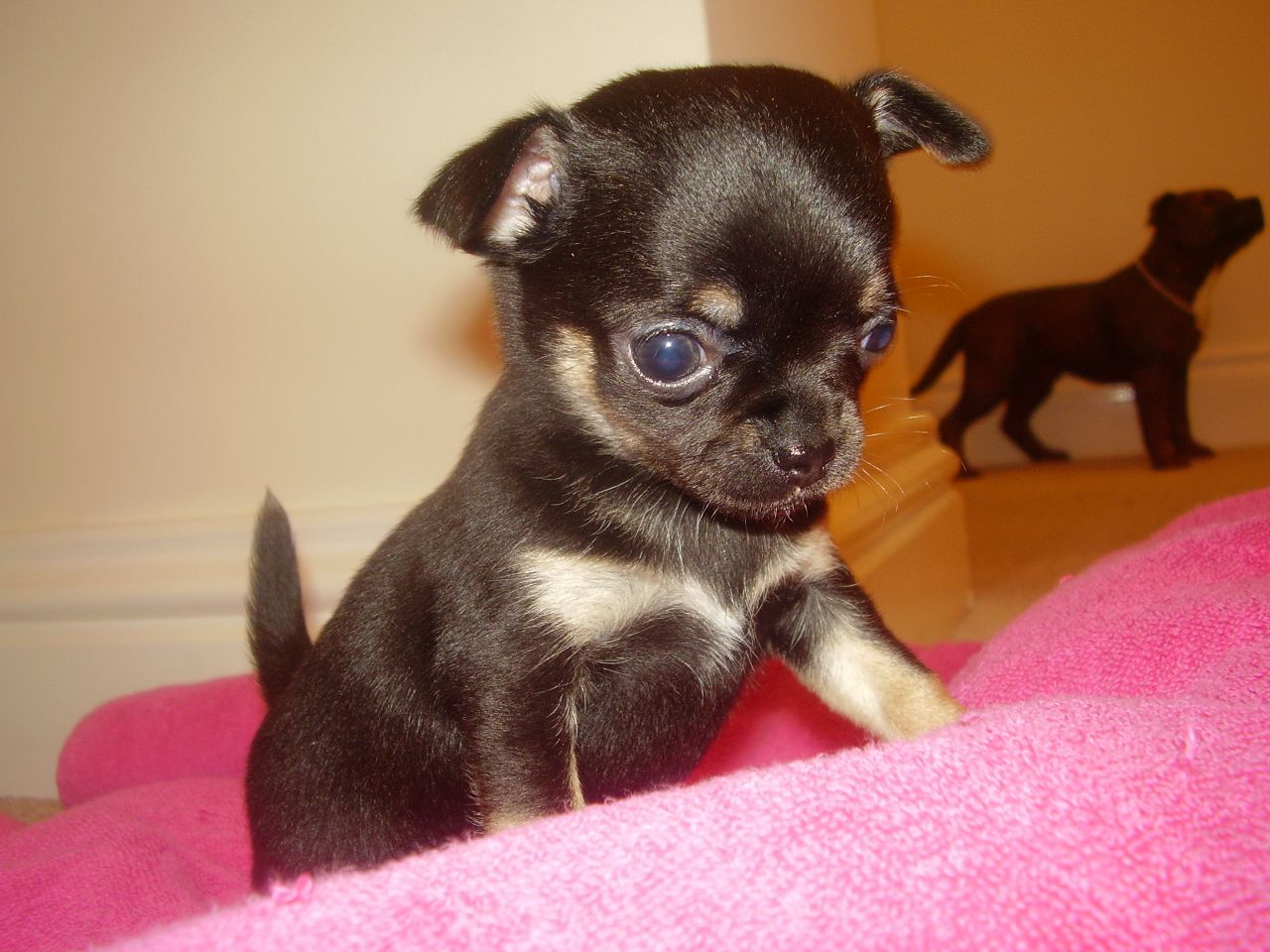 Cute Teacup Chihuahua Image Crazygallery Info