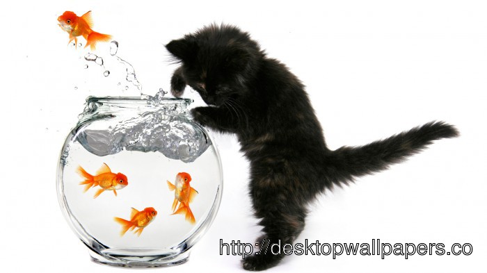 Fish Cat Wallpaper Desktop