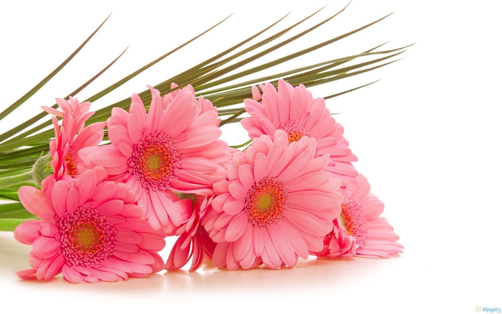 Wallpaper Gerbera Pink Flowers For Desktop