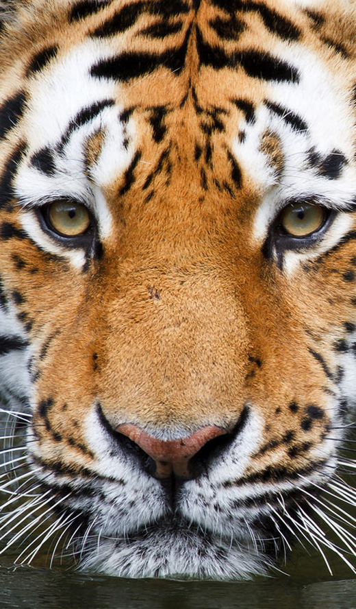 Showing Gallery For Baby Tiger Iphone Wallpaper
