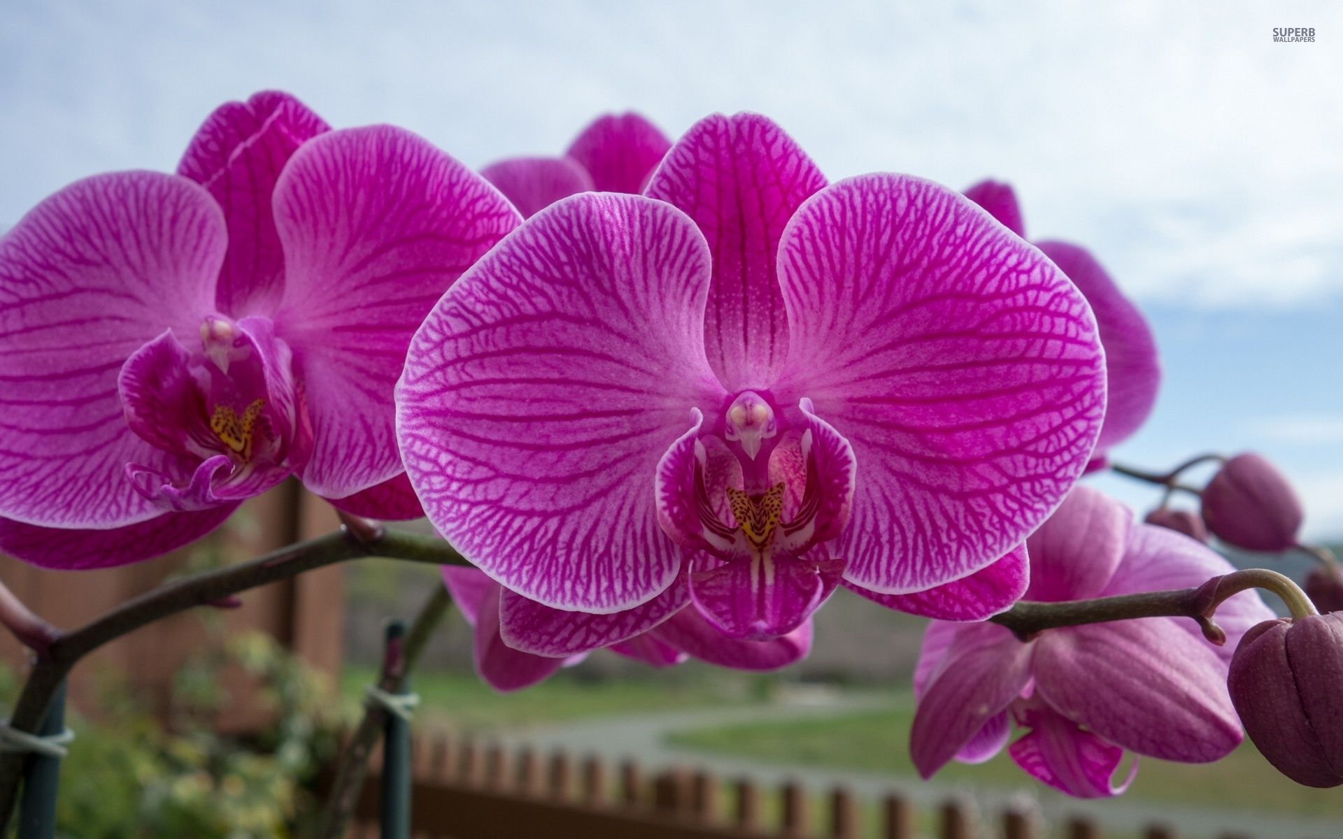 Purple Orchid Flower High Resolution Wallpaper
