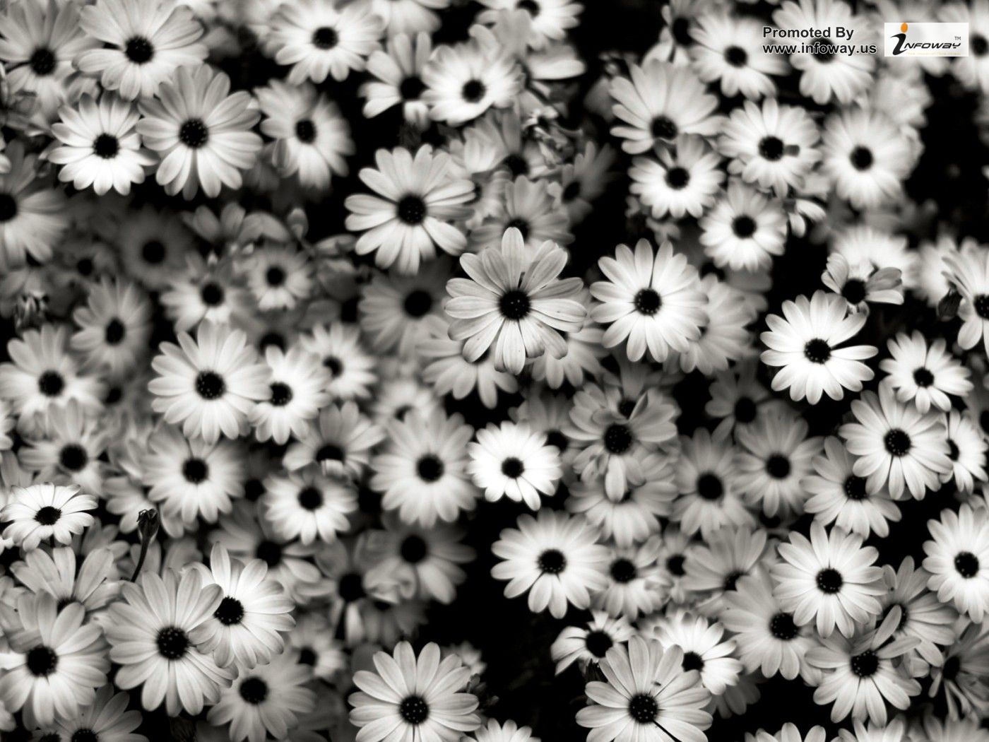  Black and White Flower Wallpaper WallpaperSafari