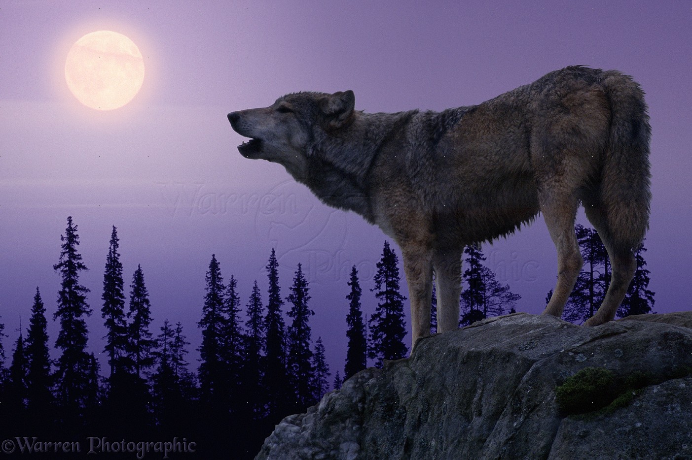 Real Wolves Howling At The Moon Wolf Photo