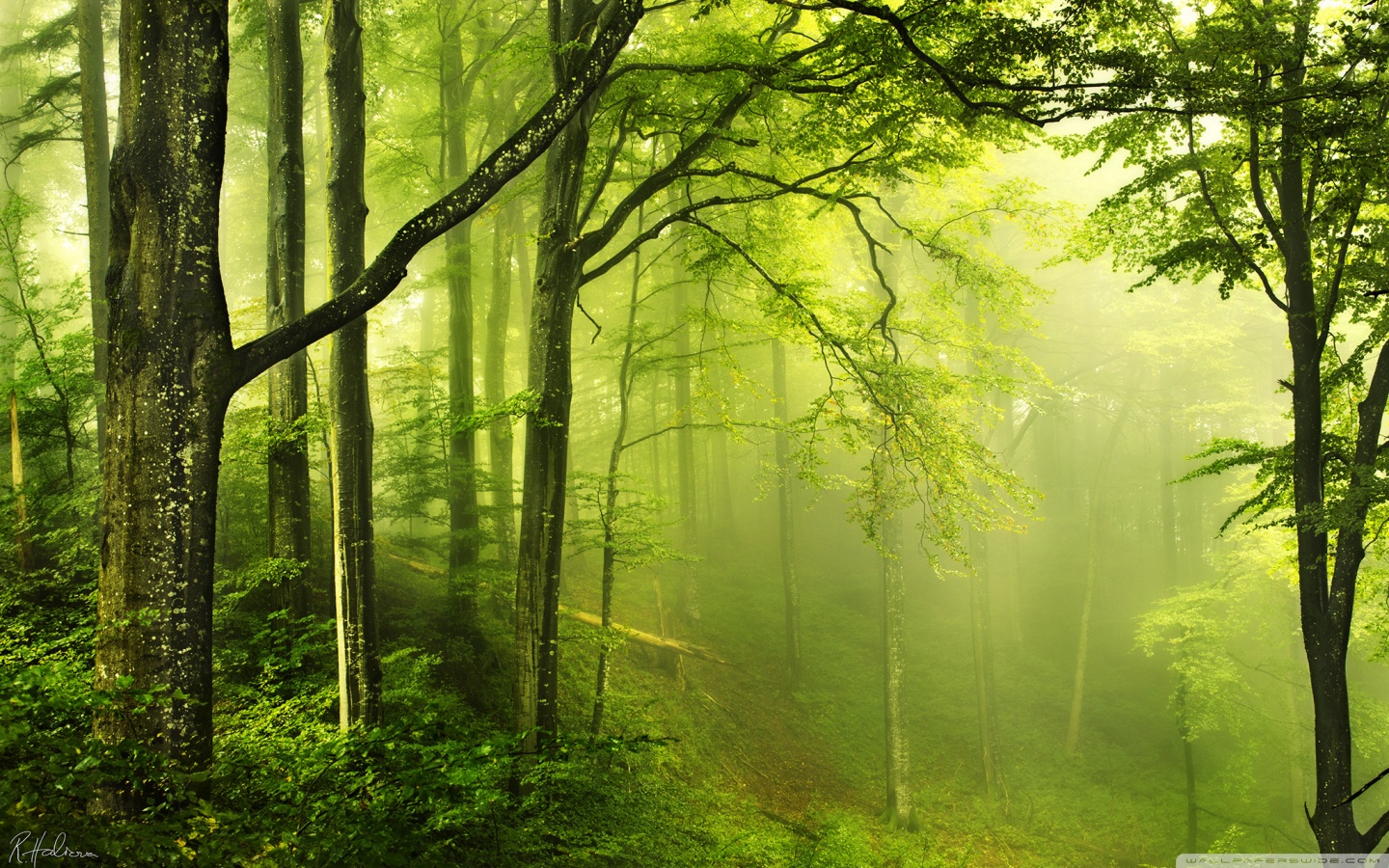 Beautiful Green Forest 4k HD Desktop Wallpaper For Ultra
