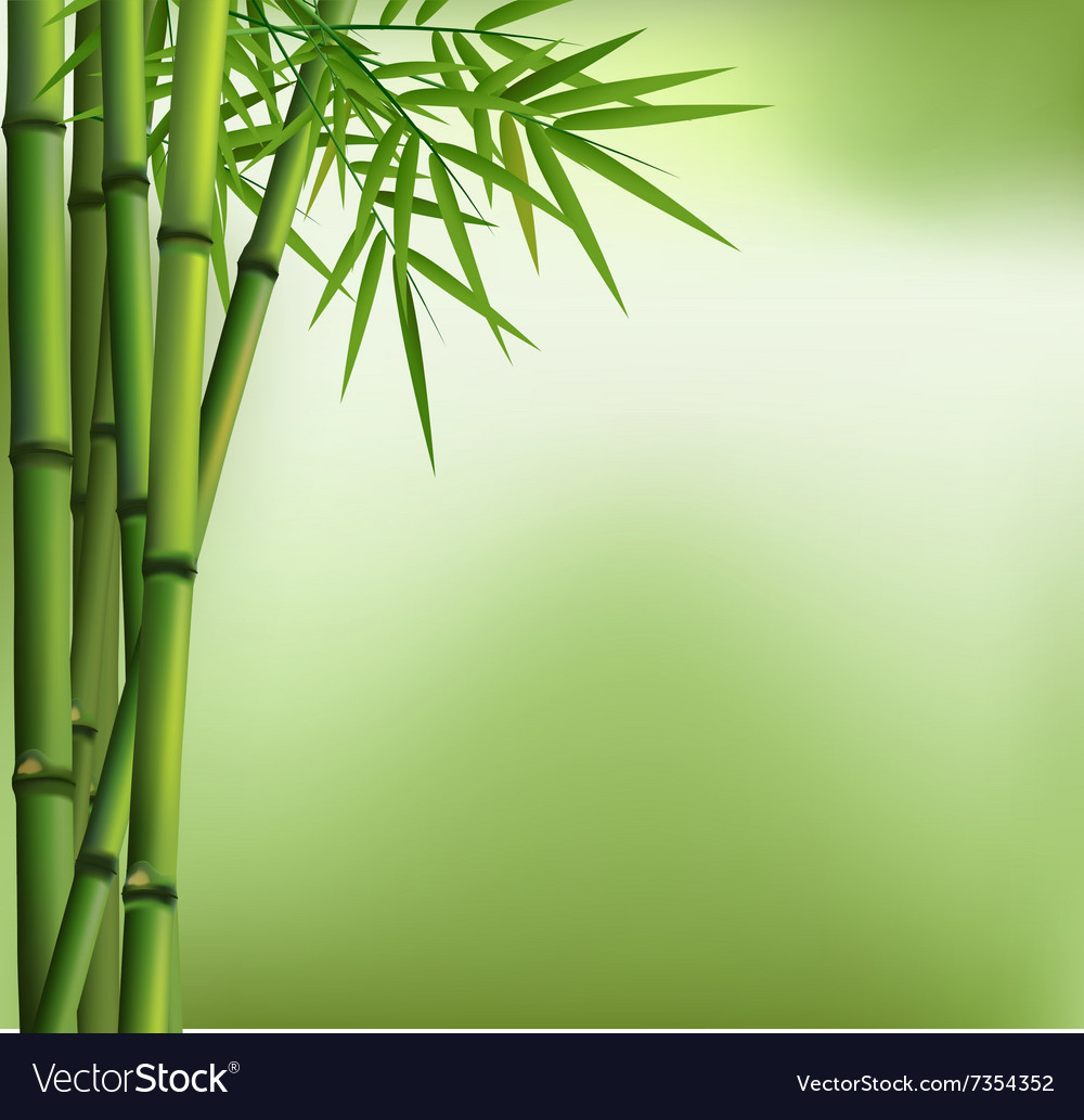 Green Bamboo Grove Isolated On Background Vector Image