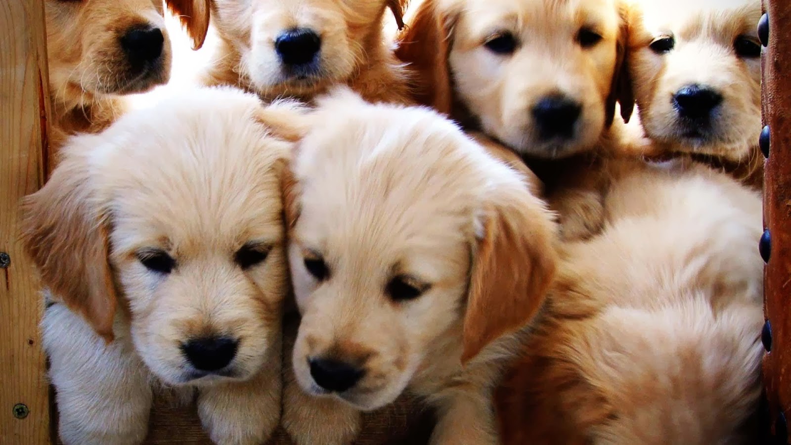 Cute Golden Retriever Puppies Wallpaper Image HD