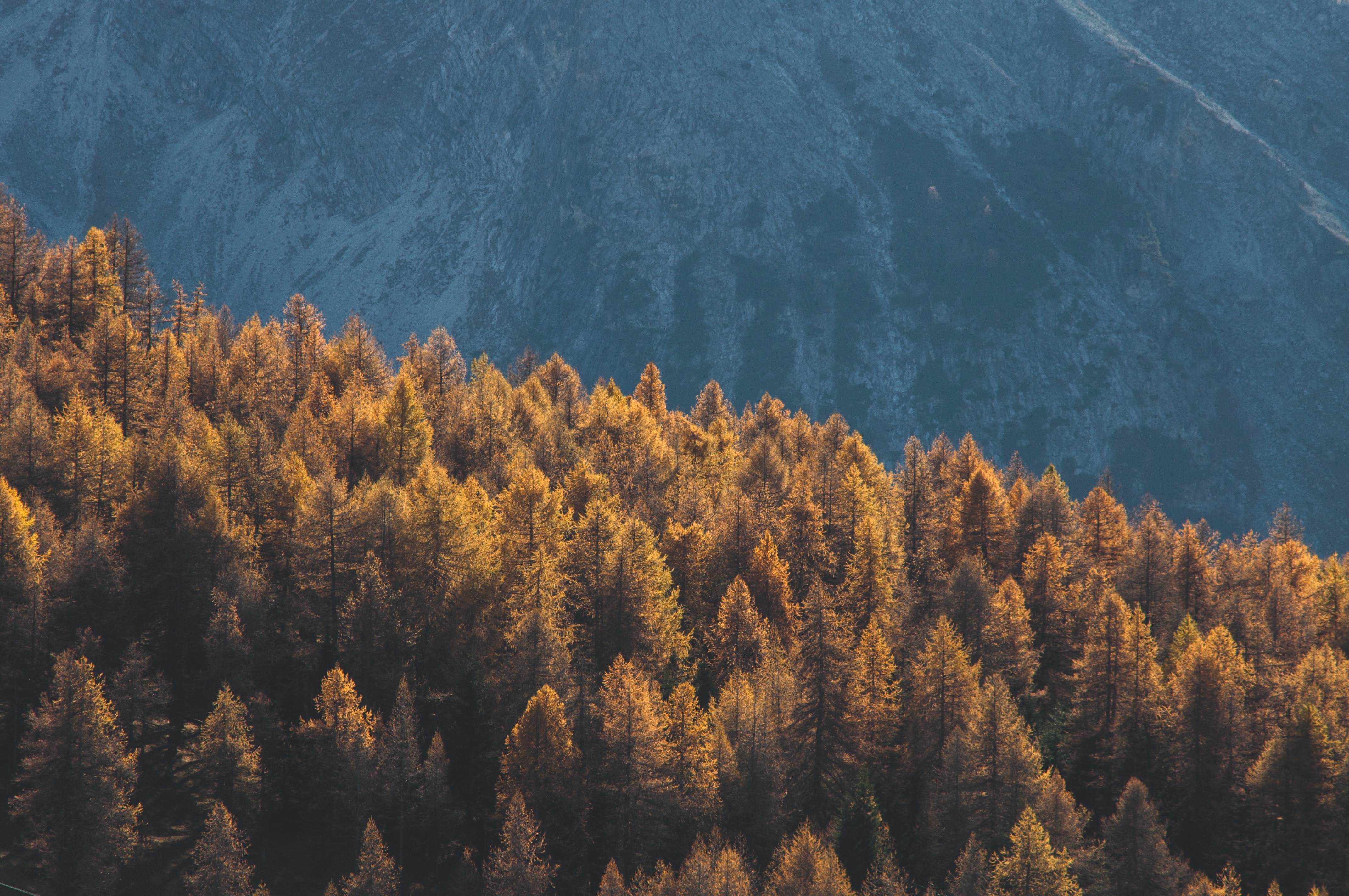 Forest Mountains Trees Tops Coniferous 4k Wallpaper HD Nature