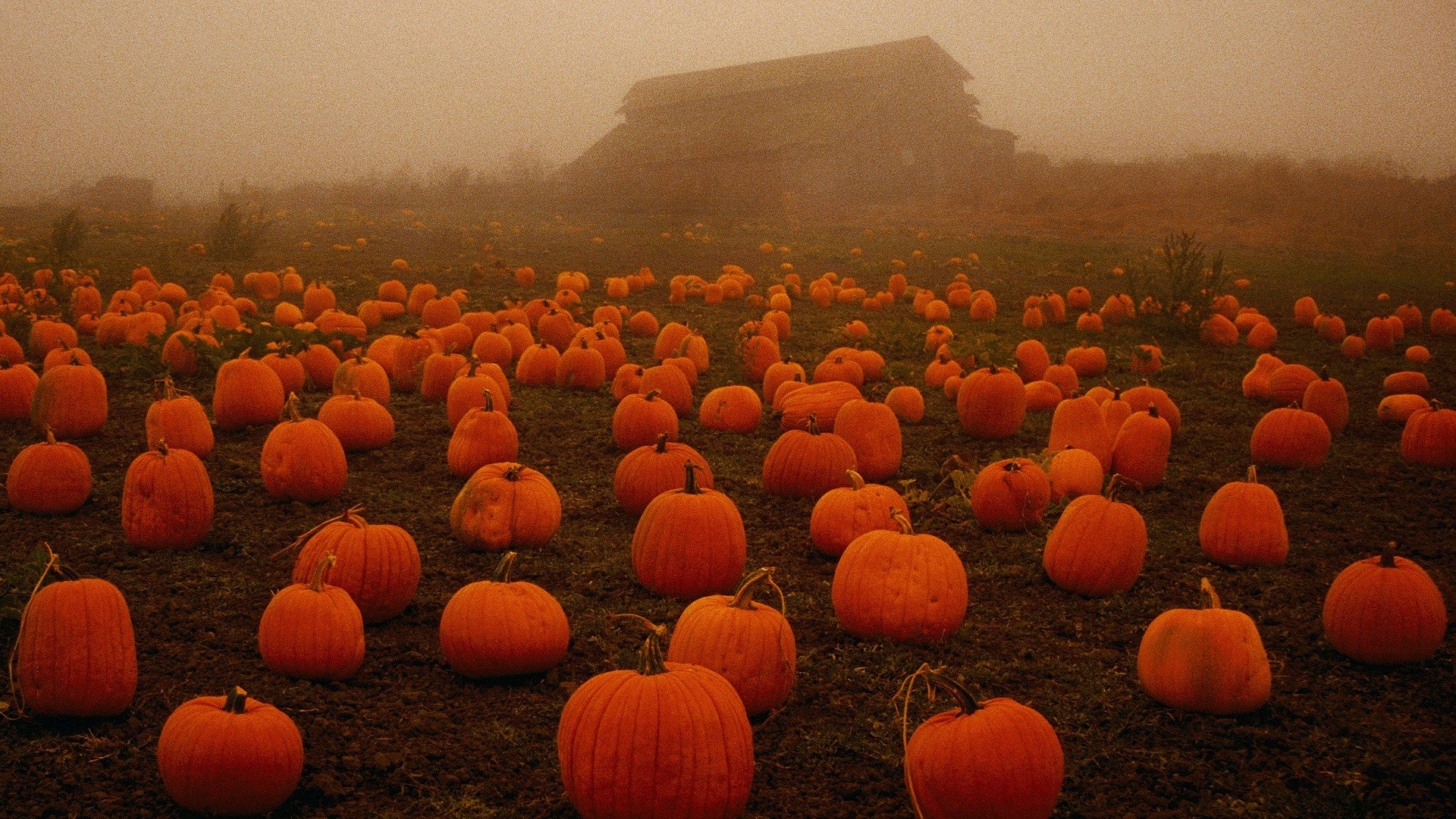 Halloween Fog Spooky Pumpkins Wallpaper