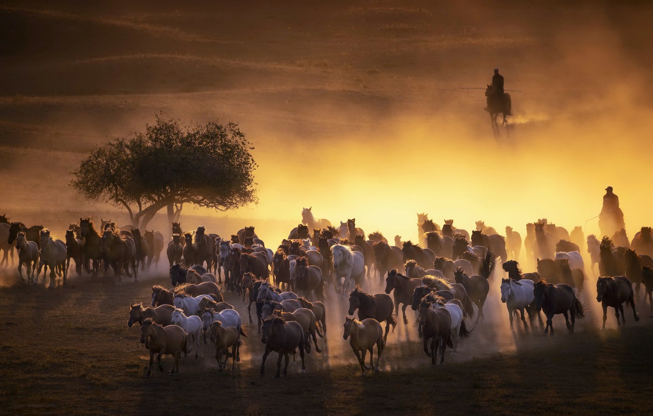 Wallpaper Horses Dust The Evening Herd Image For Desktop