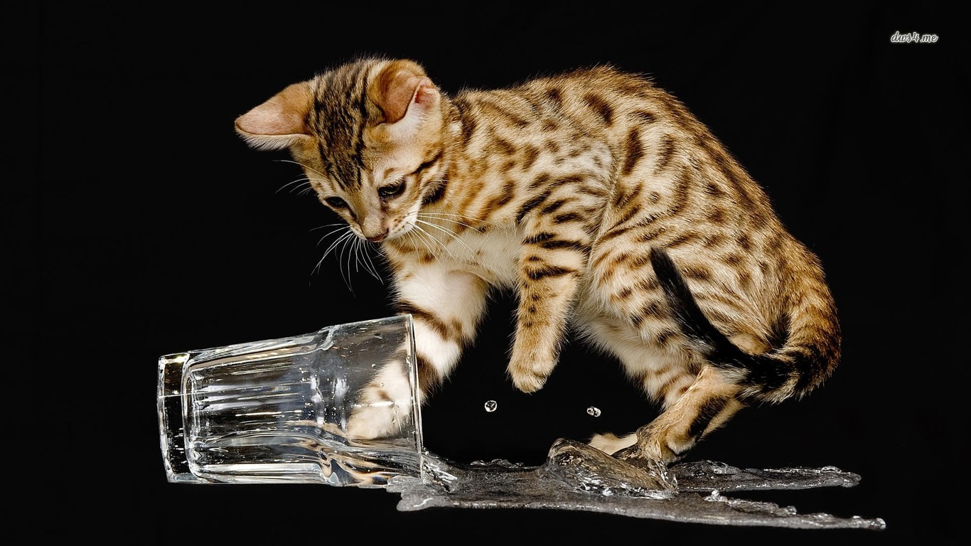 Kitten Spilled A Glass Of Water Wallpaper Animal