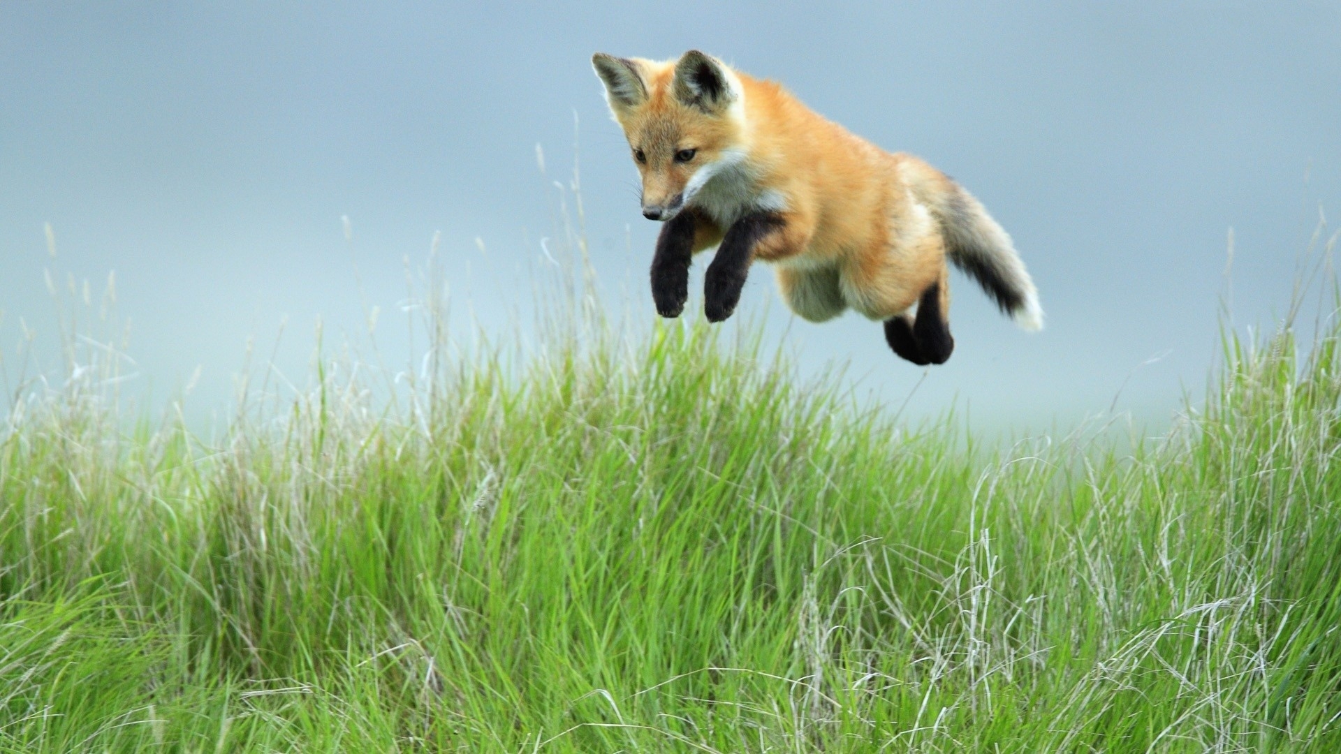 Fox Hunts Mice Wallpaper And Image