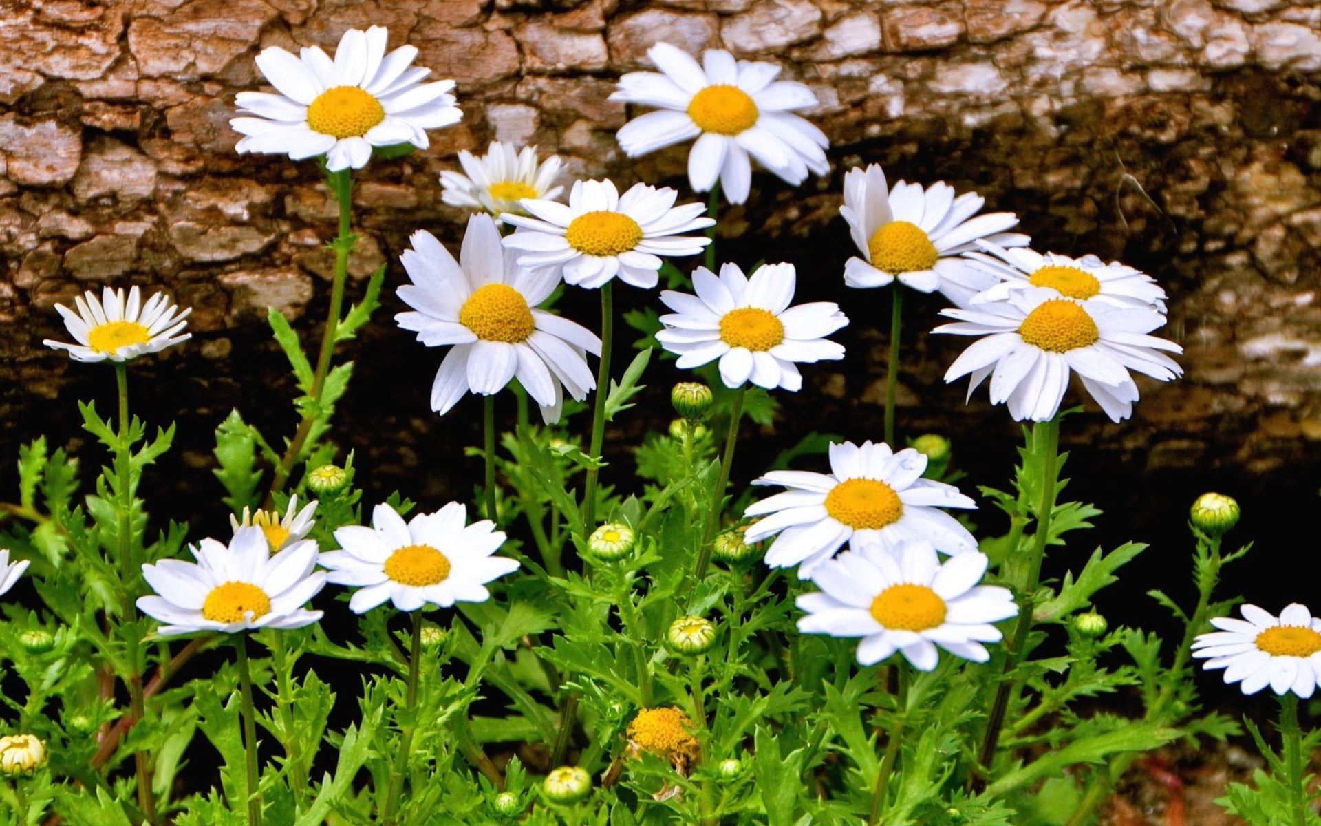 Close Up Of A White Daisy Flower Brilliant Dais Wallpaper