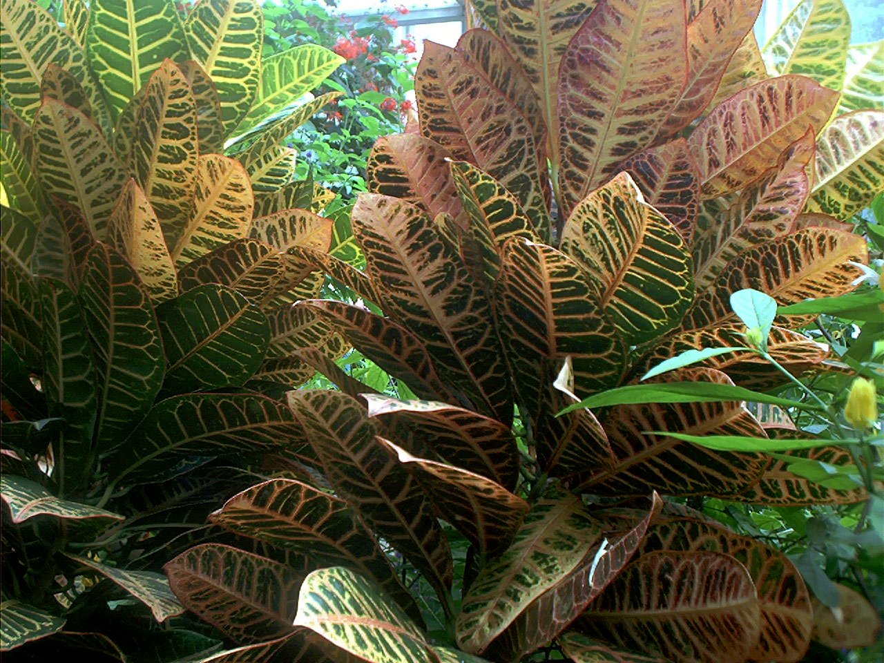 Tropical plants photographed inside the Butterfly Center at Callaway