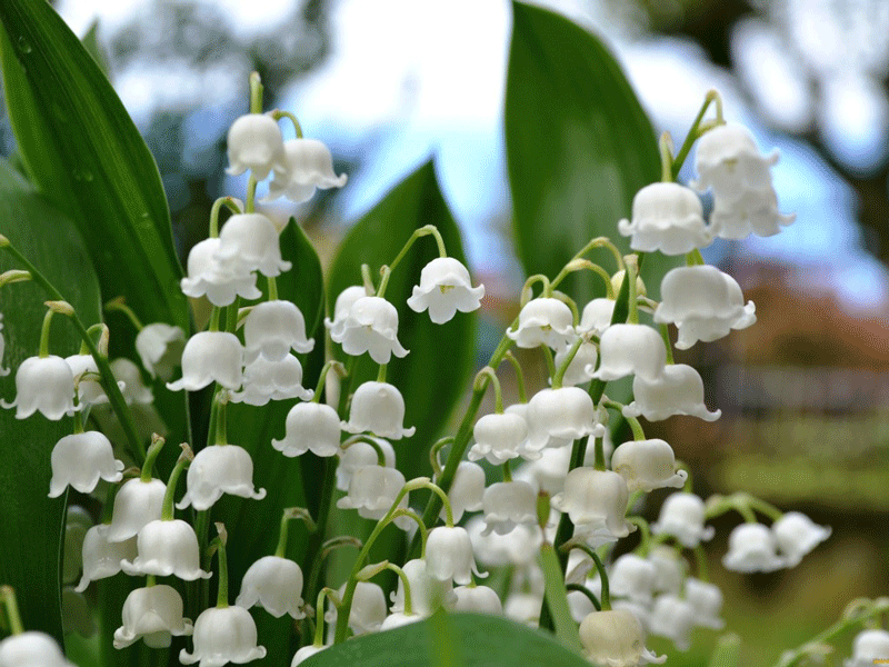 Wallpaper Lily Of The Valley
