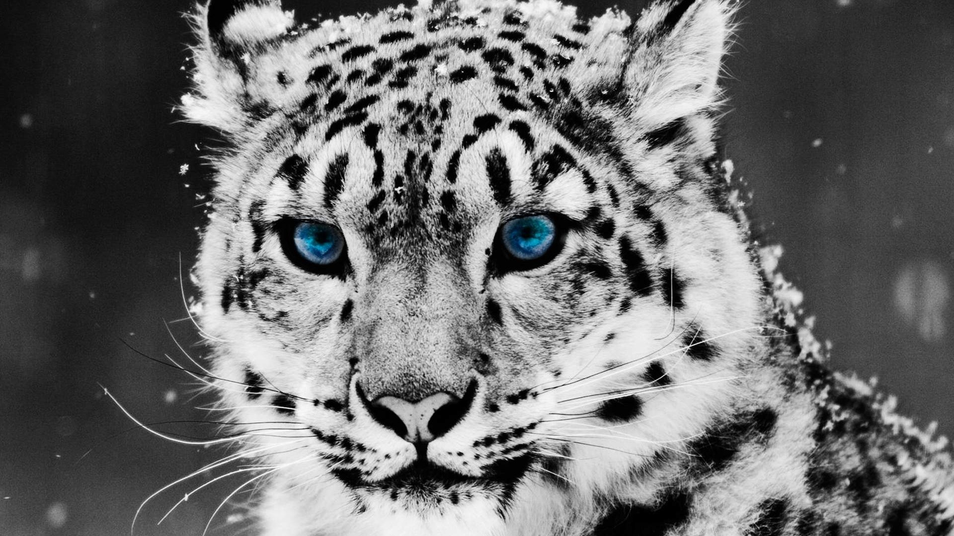 Snow Leopard Wallpaper High Quality Desktop