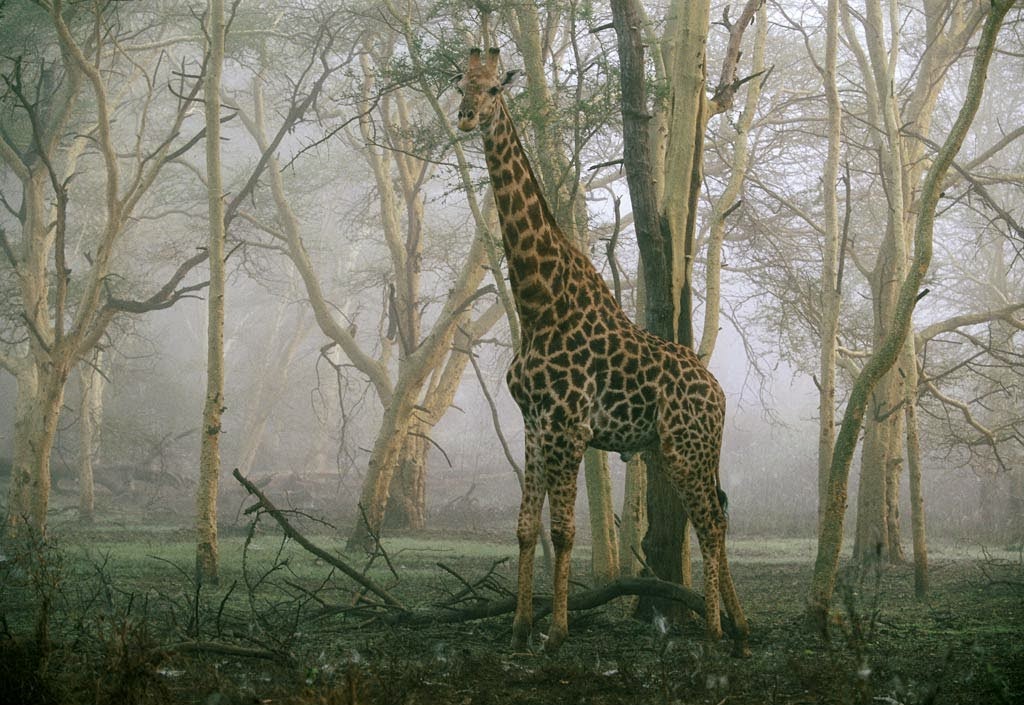 HD Wallpaper Giraffe