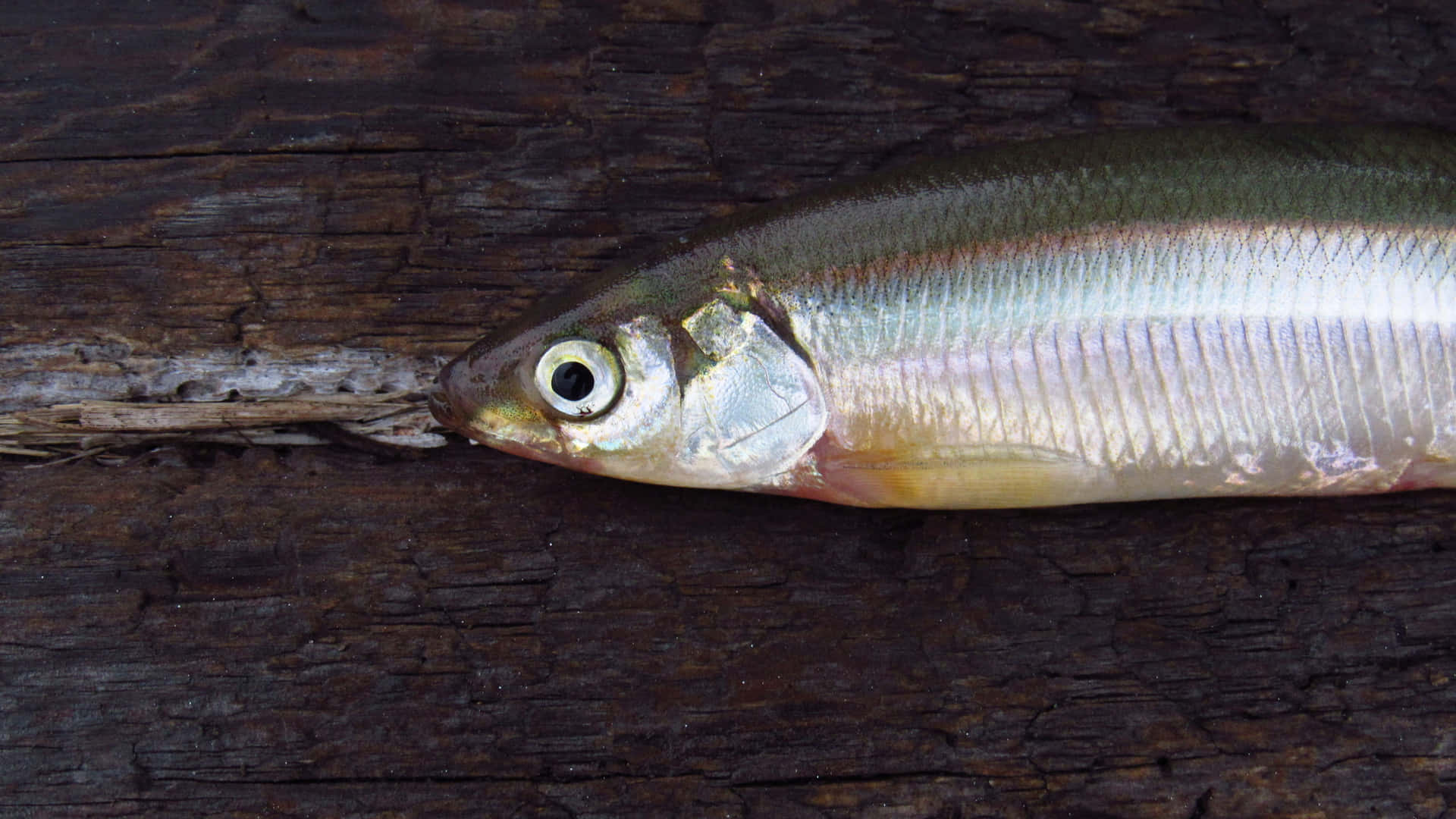 Fresh Smelt Fishon Wooden Wallpaper