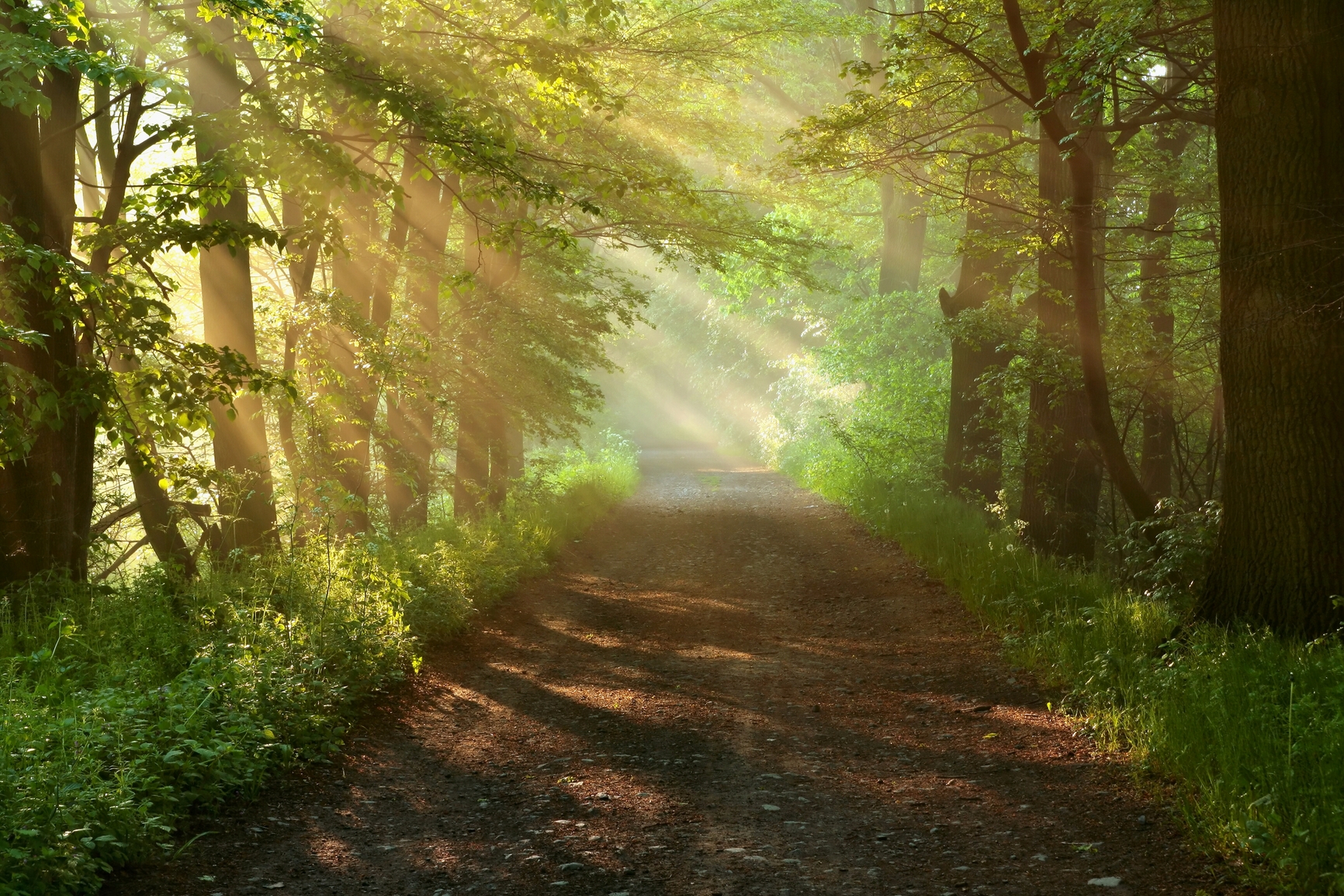Sunlight Background Path Through Trees