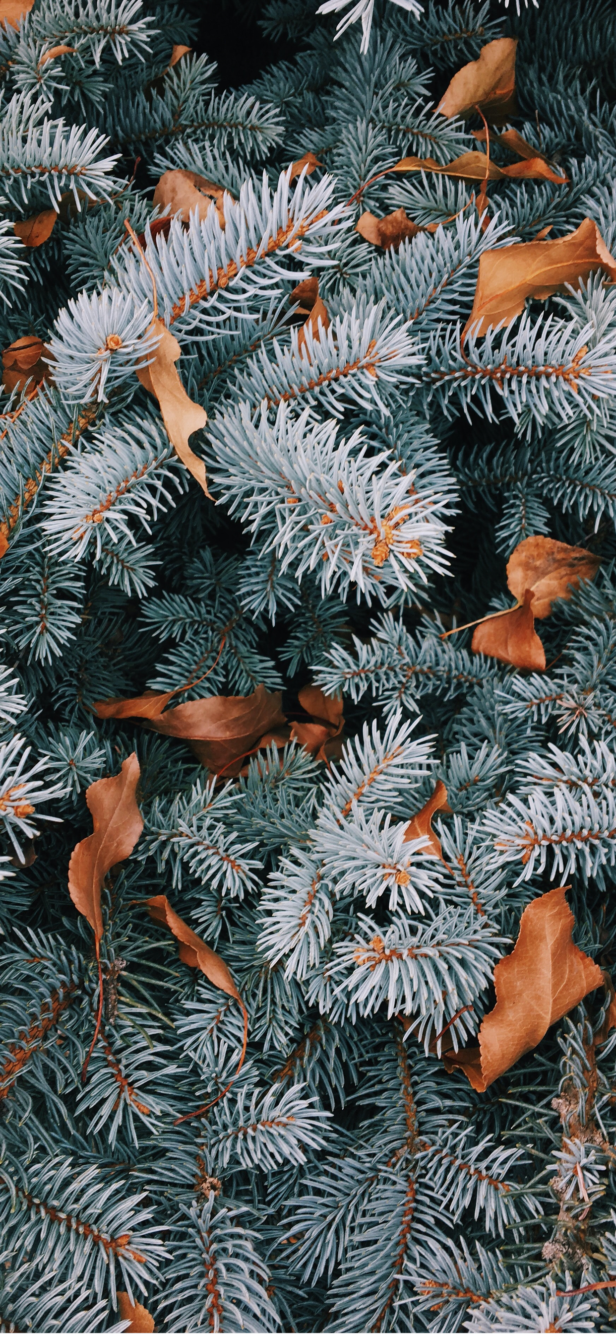 Free download The beginning of winter wallpapers for iPhone