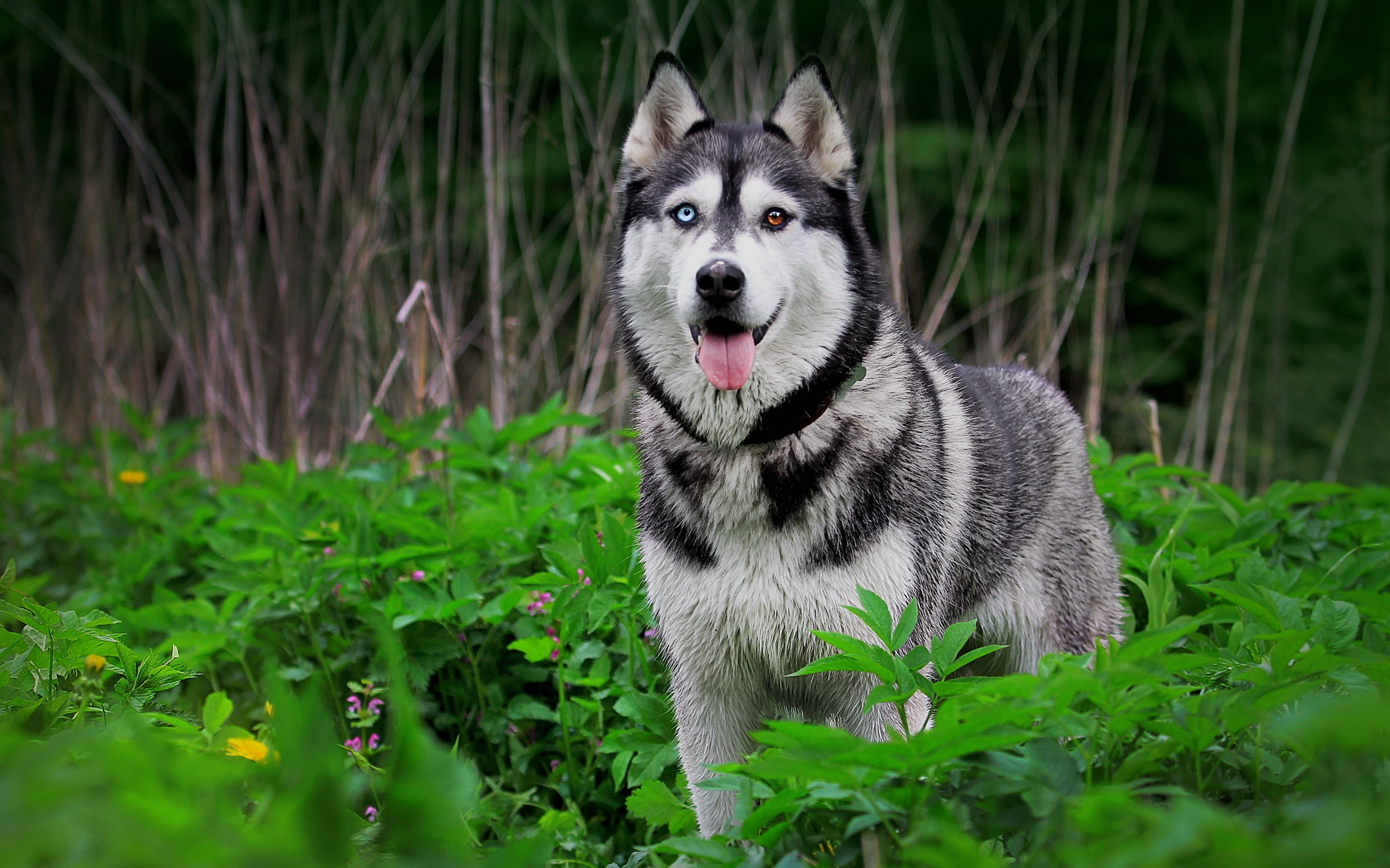 Nature Forest Animals Dogs Plants Husky Wallpaper