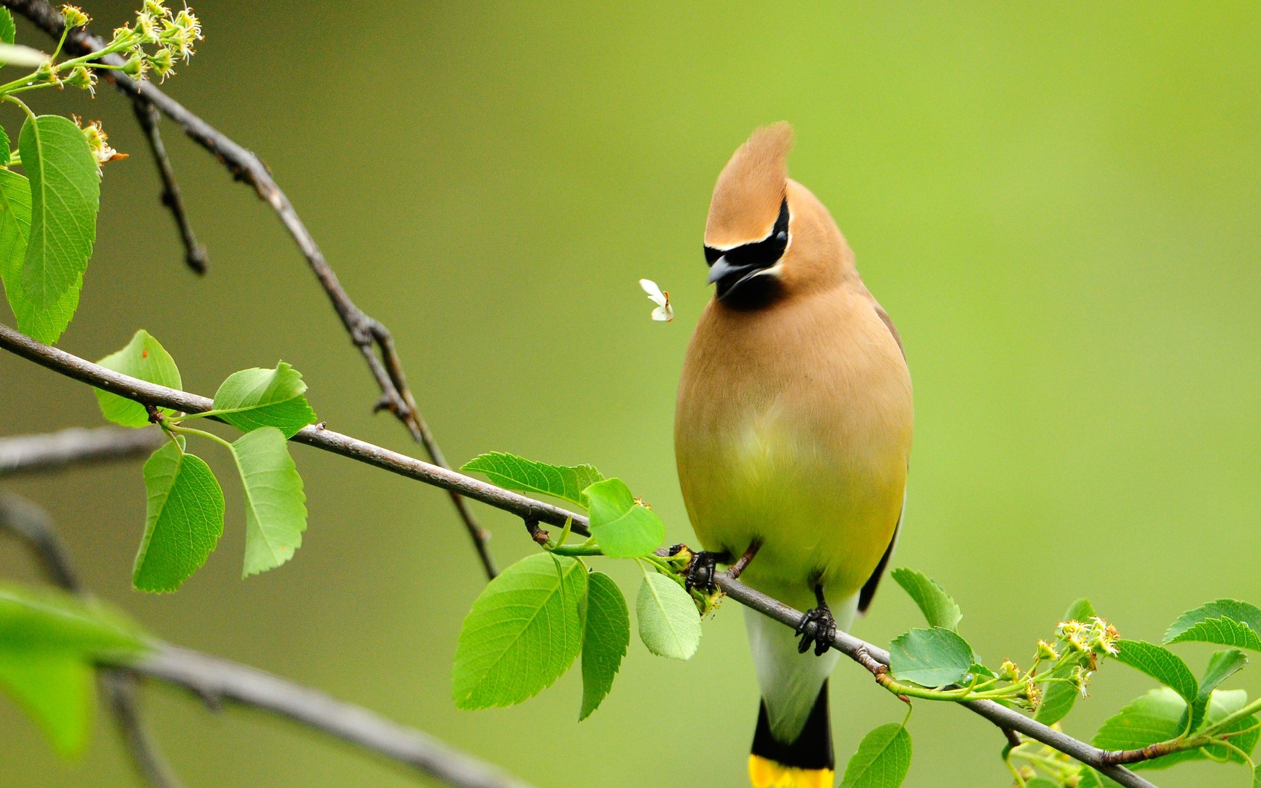 A Cedar Waxwing perched on a branch with a small insect in front of its beak